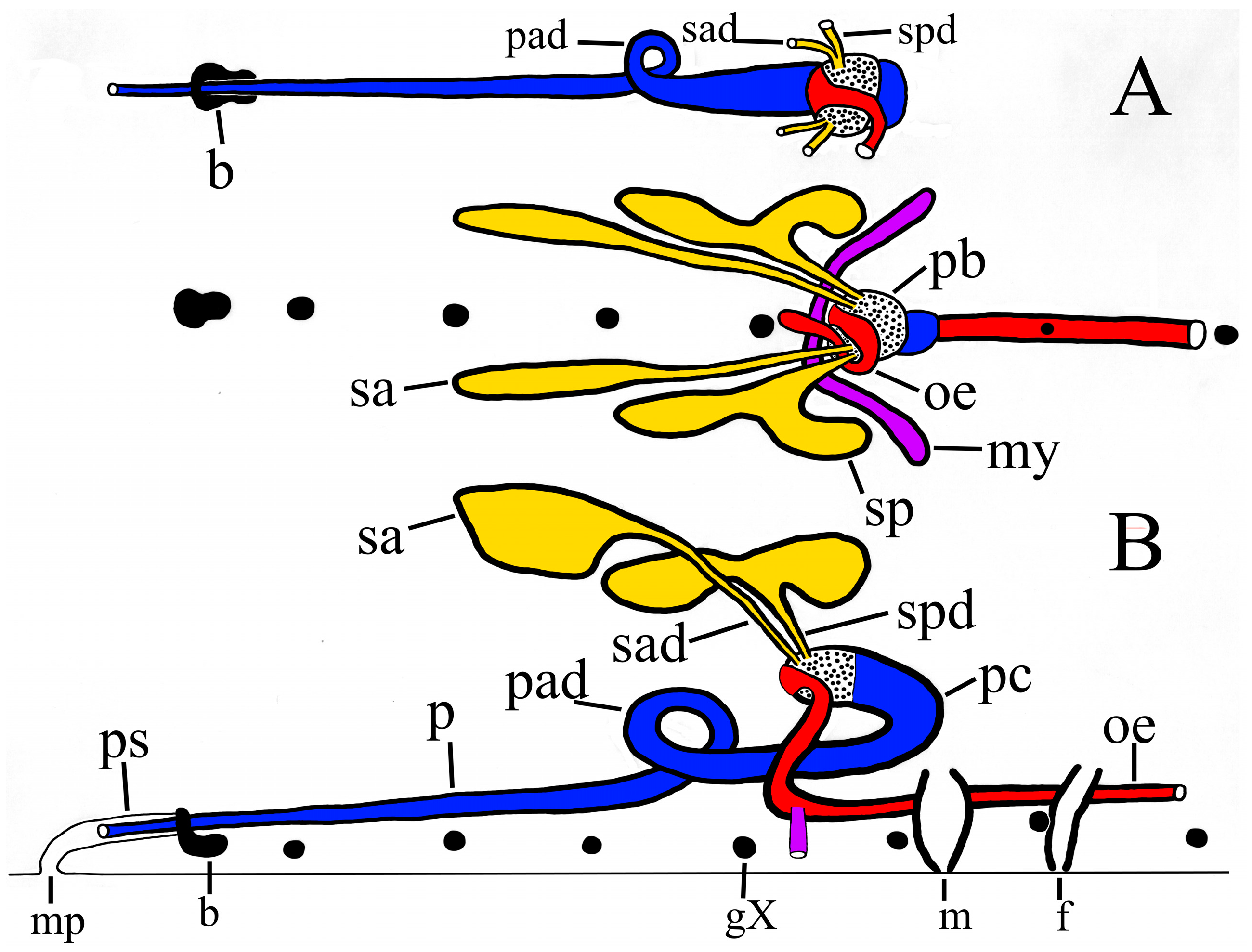 Taxonomy 02 00013 g007