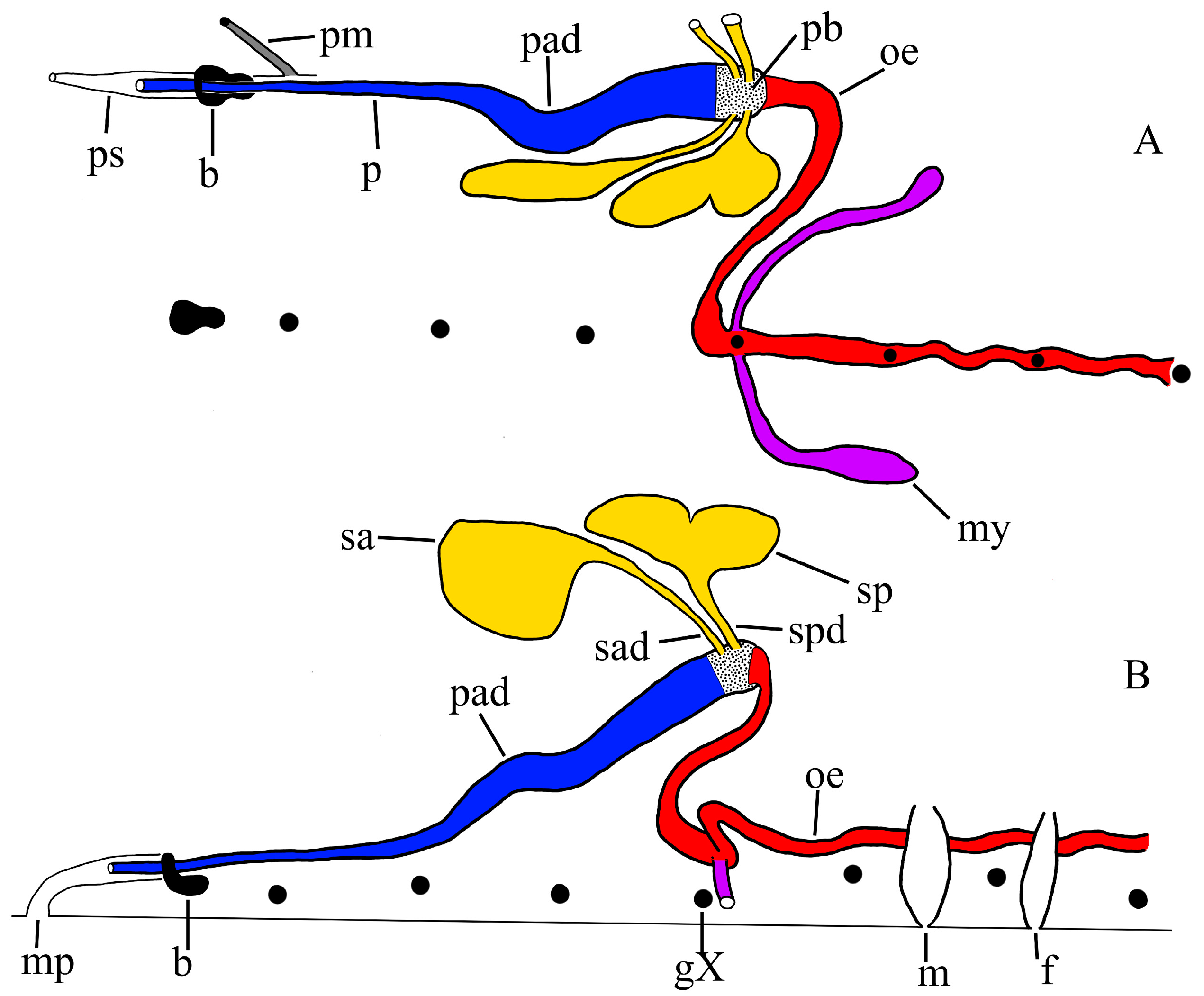 Taxonomy 02 00013 g008