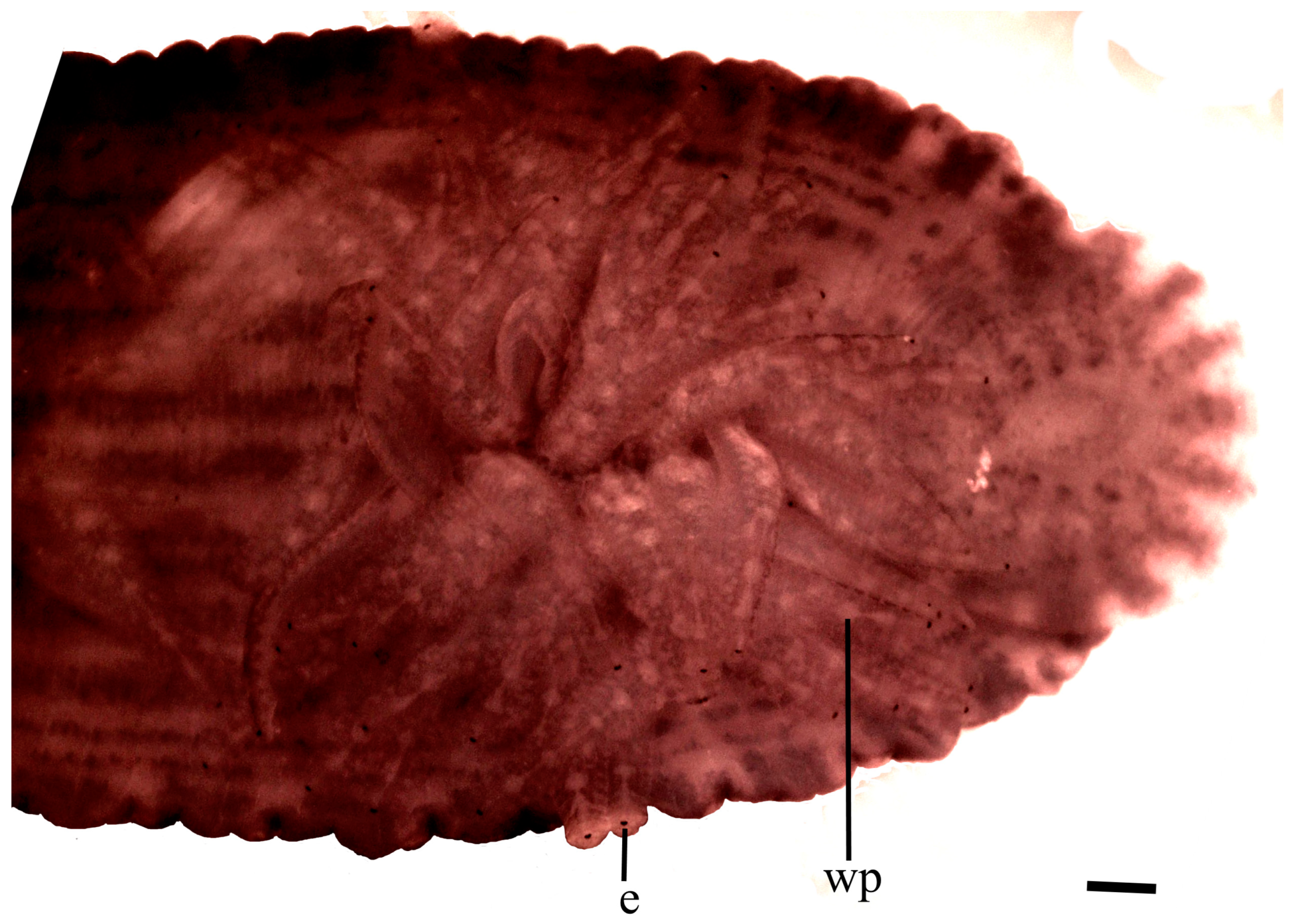Taxonomy 02 00013 g010