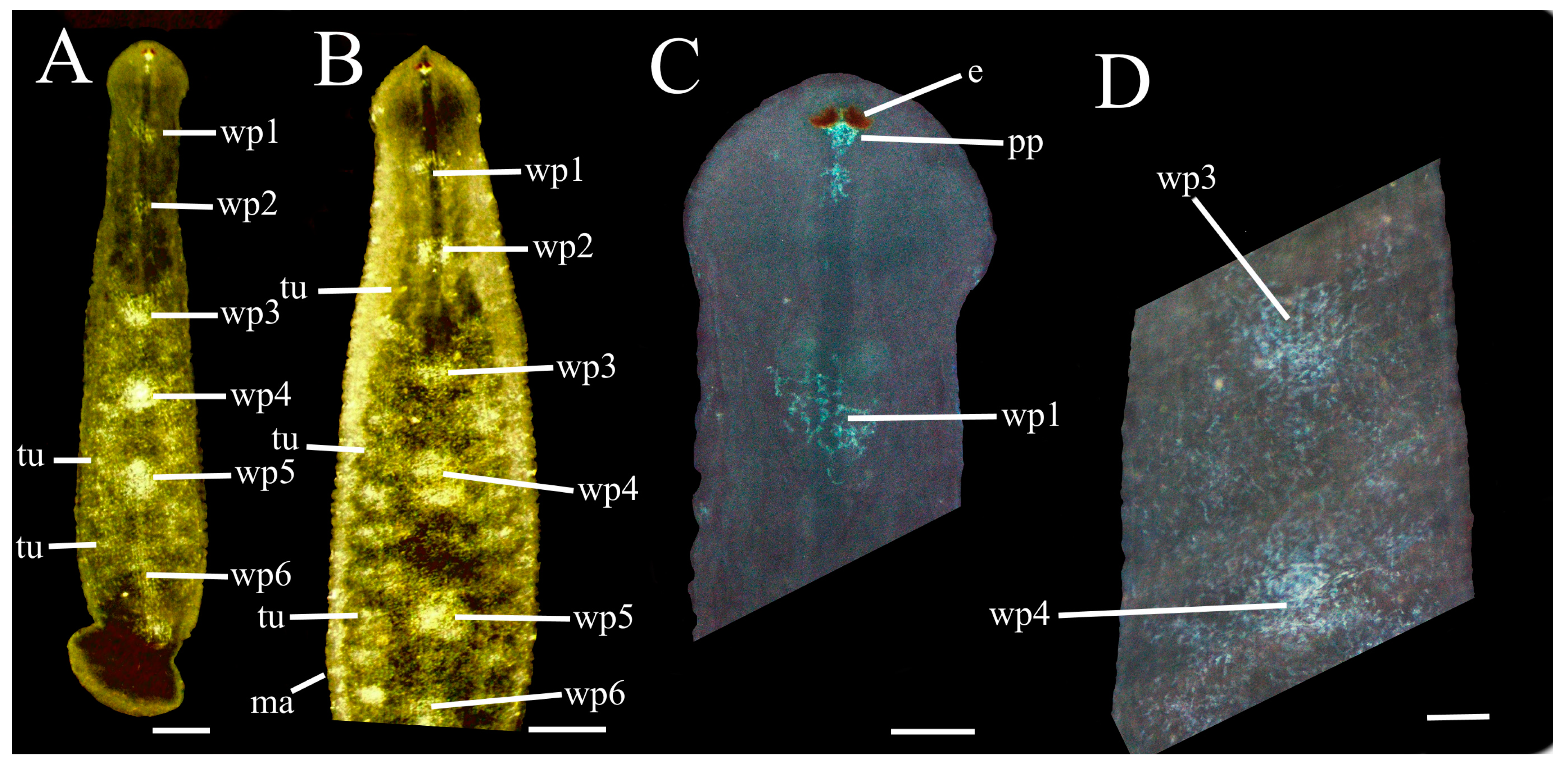 Taxonomy 02 00013 g011