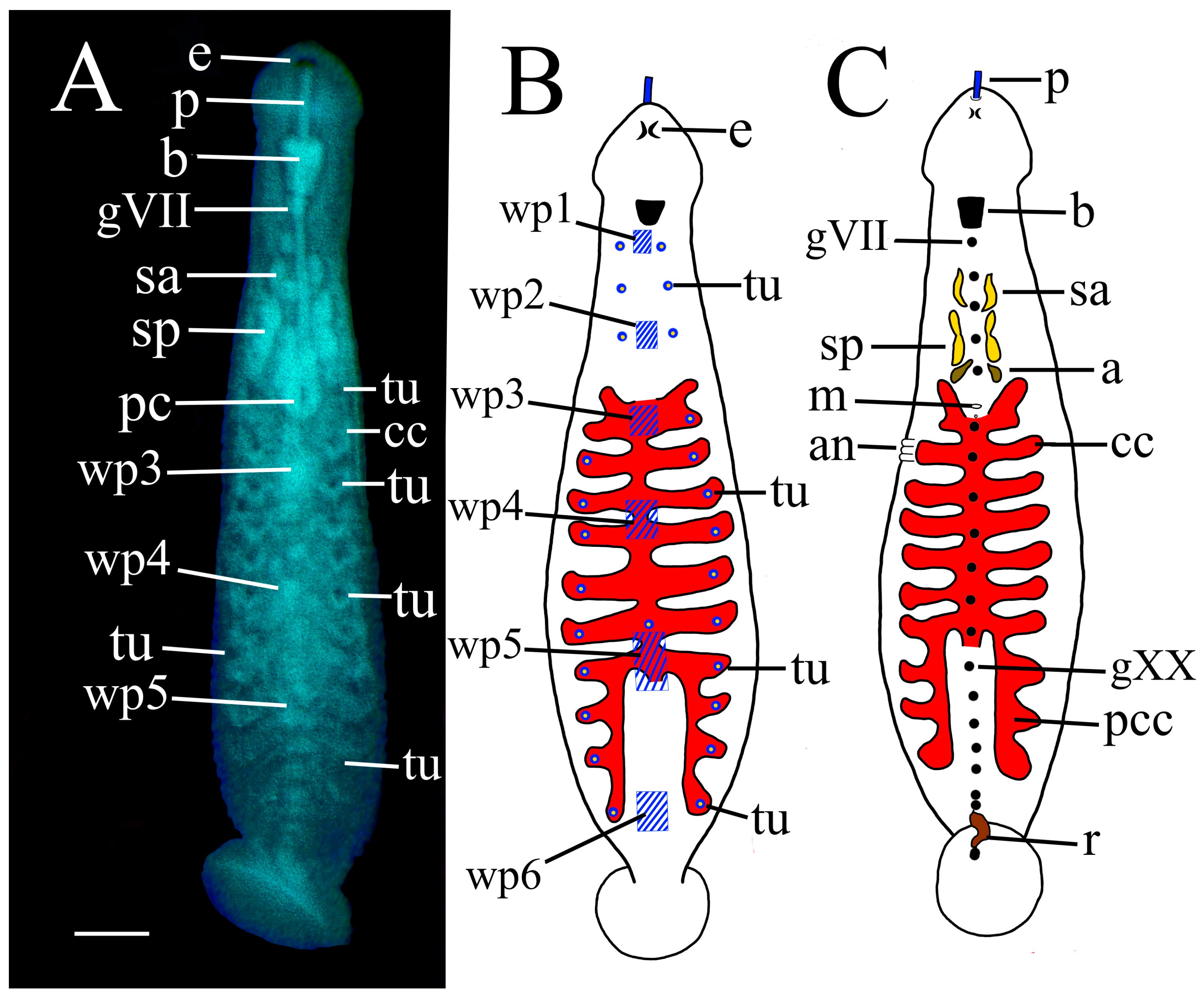 Taxonomy 02 00013 g012