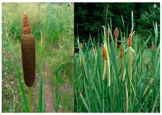 Typha lepechinii Mavrodiev et Kapit. sp. nov. (Typhaceae Juss.)—A New ...