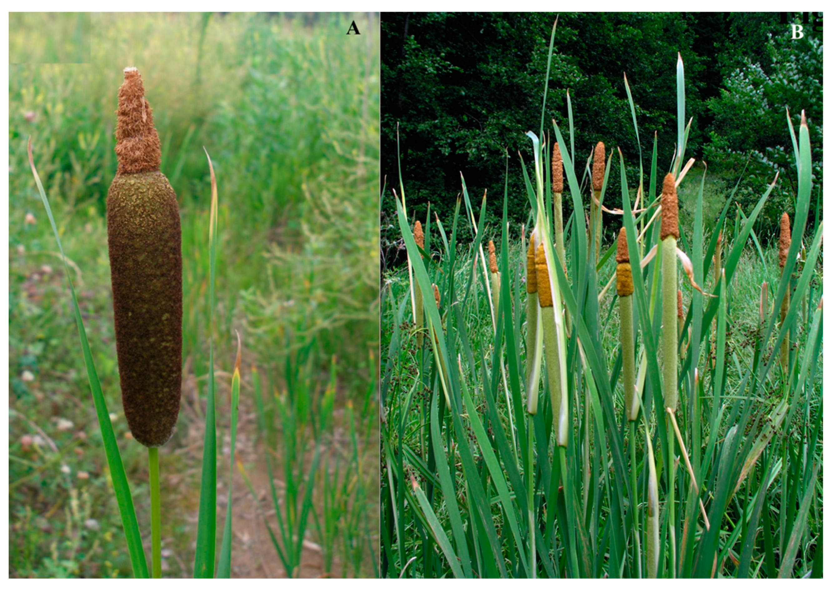 Taxonomy 02 00014 g002 550