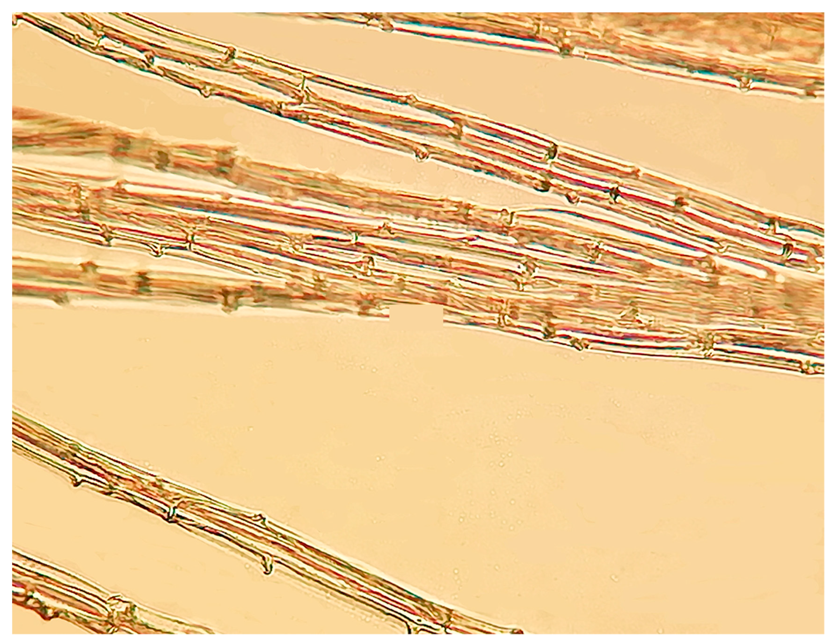 Taxonomy 02 00014 g005 550