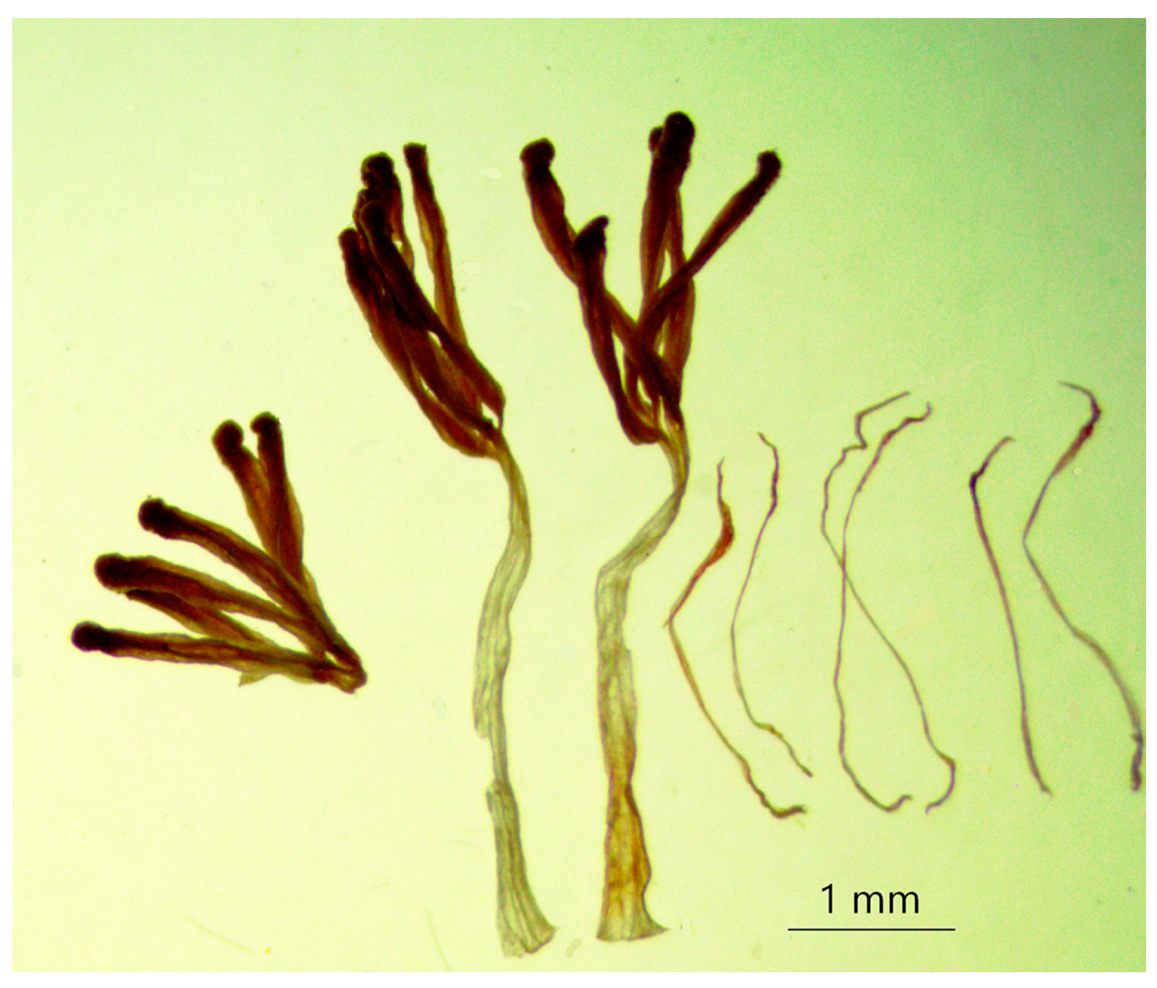 Taxonomy 02 00014 g006 550