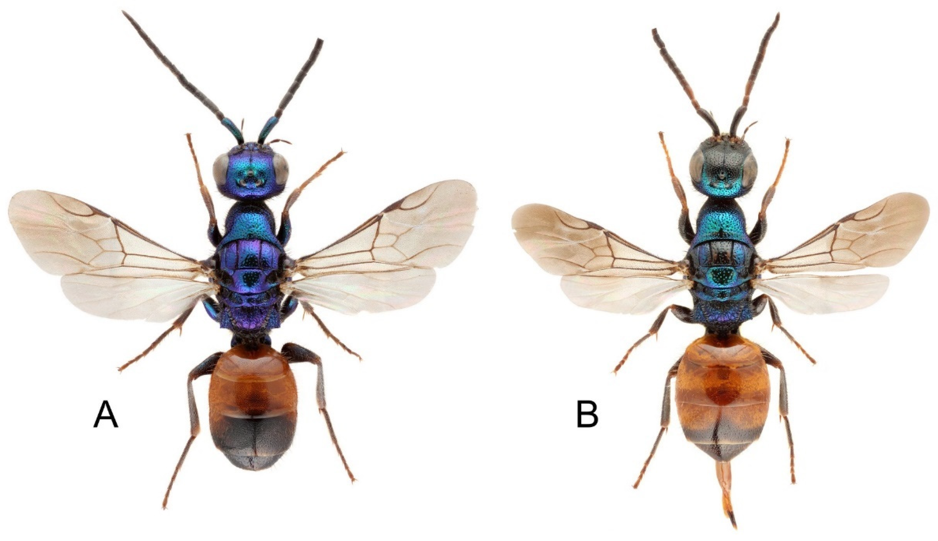 Description of Three New Cleptes Species from Cyprus and Lebanon