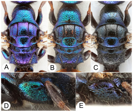 Description of Three New Cleptes Species from Cyprus and Lebanon Description of Three New Cleptes Species from Cyprus and Lebanon