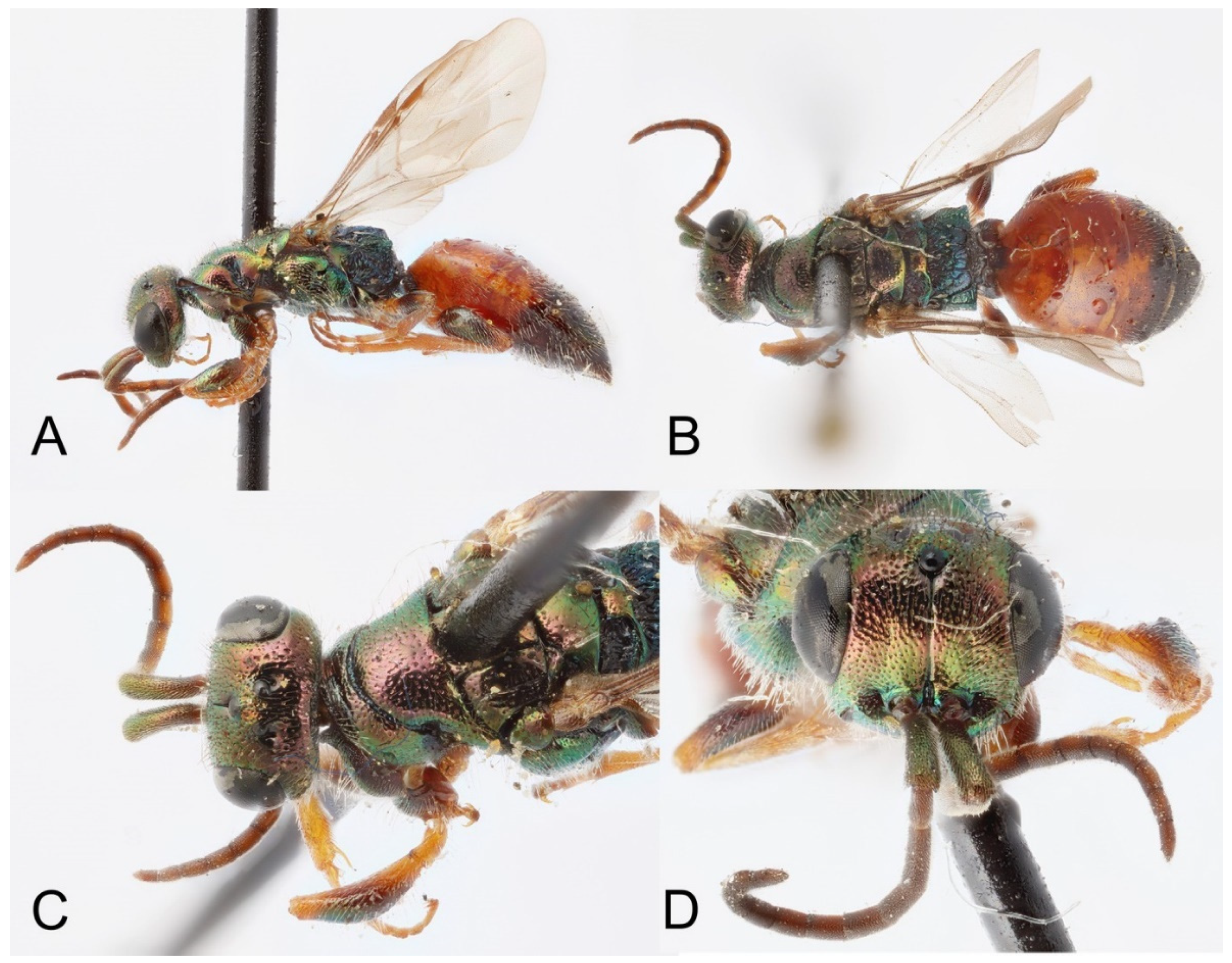 Taxonomy 02 00016 g011 550