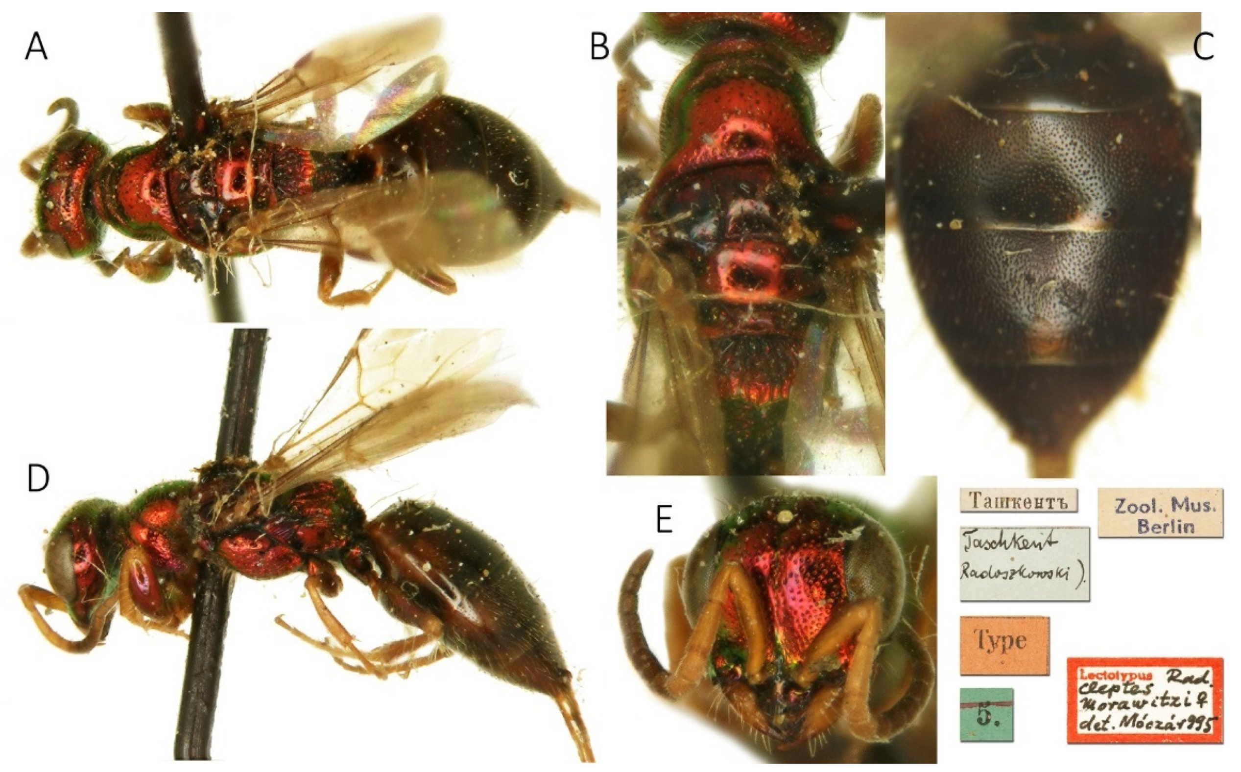 Taxonomy 02 00016 g012 550