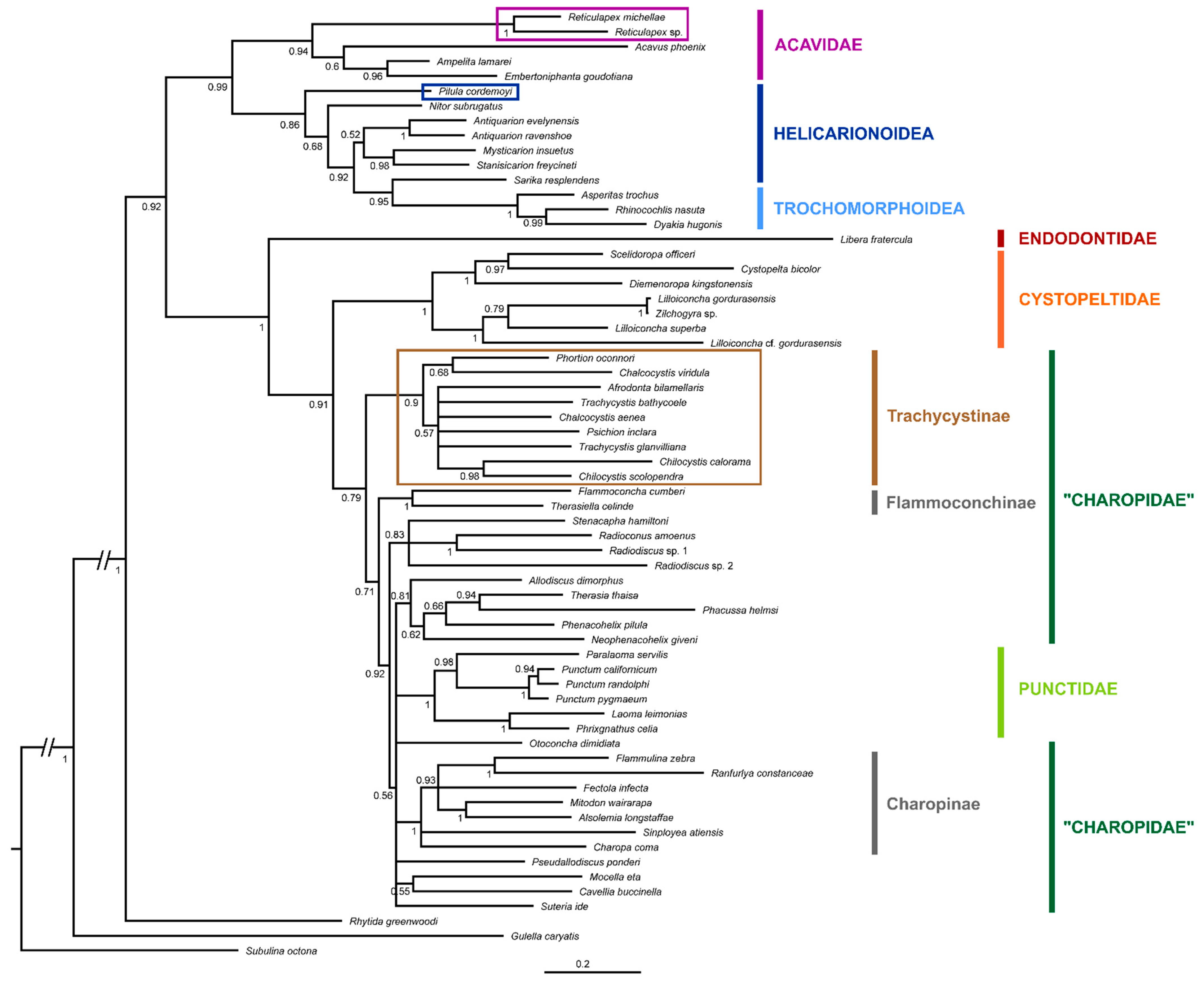 Taxonomy 02 00017 g001