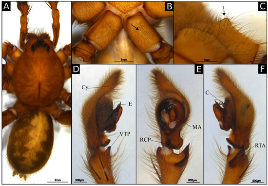 A New Species of the Spider Genus Parabatinga Polotow and