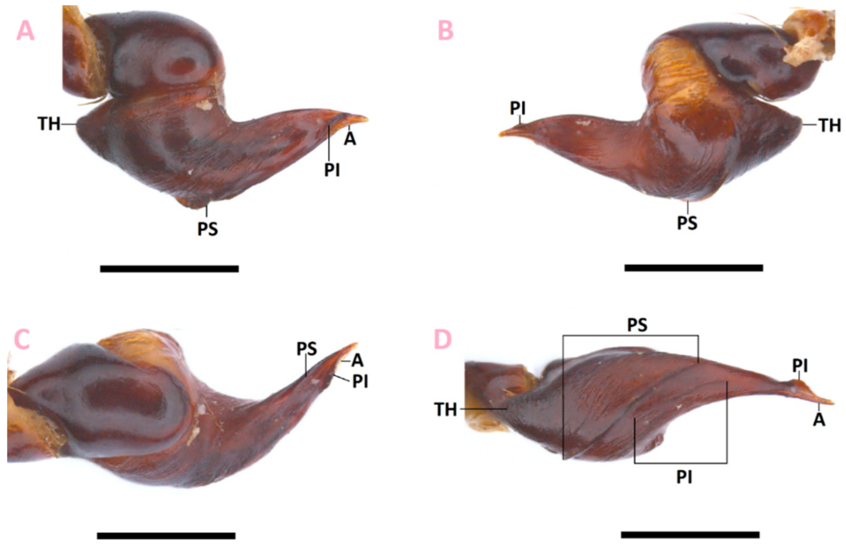 Taxonomy 02 00020 g001 Taxonomy 02 00020 g001