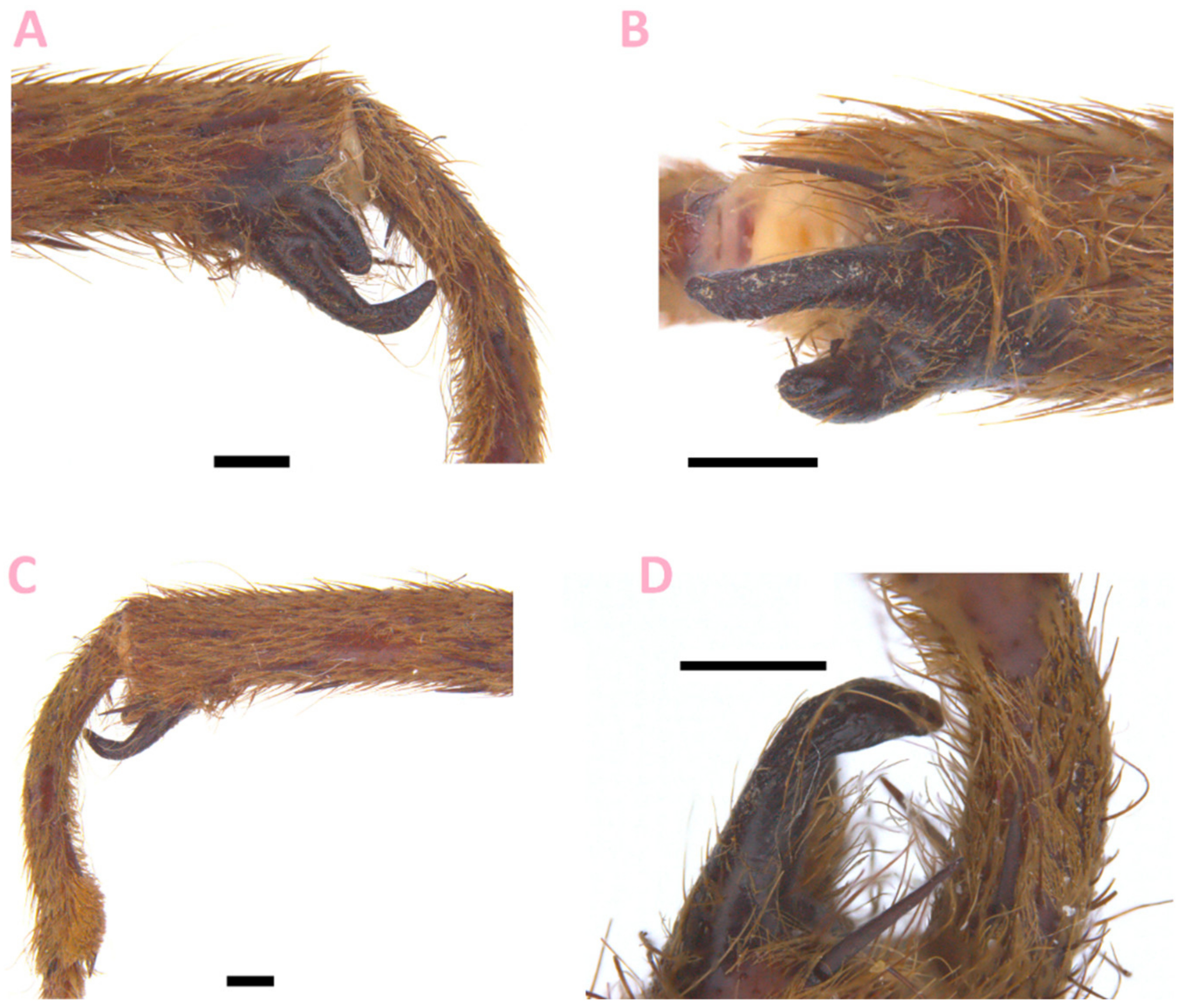 Taxonomy 02 00020 g002 Taxonomy 02 00020 g002