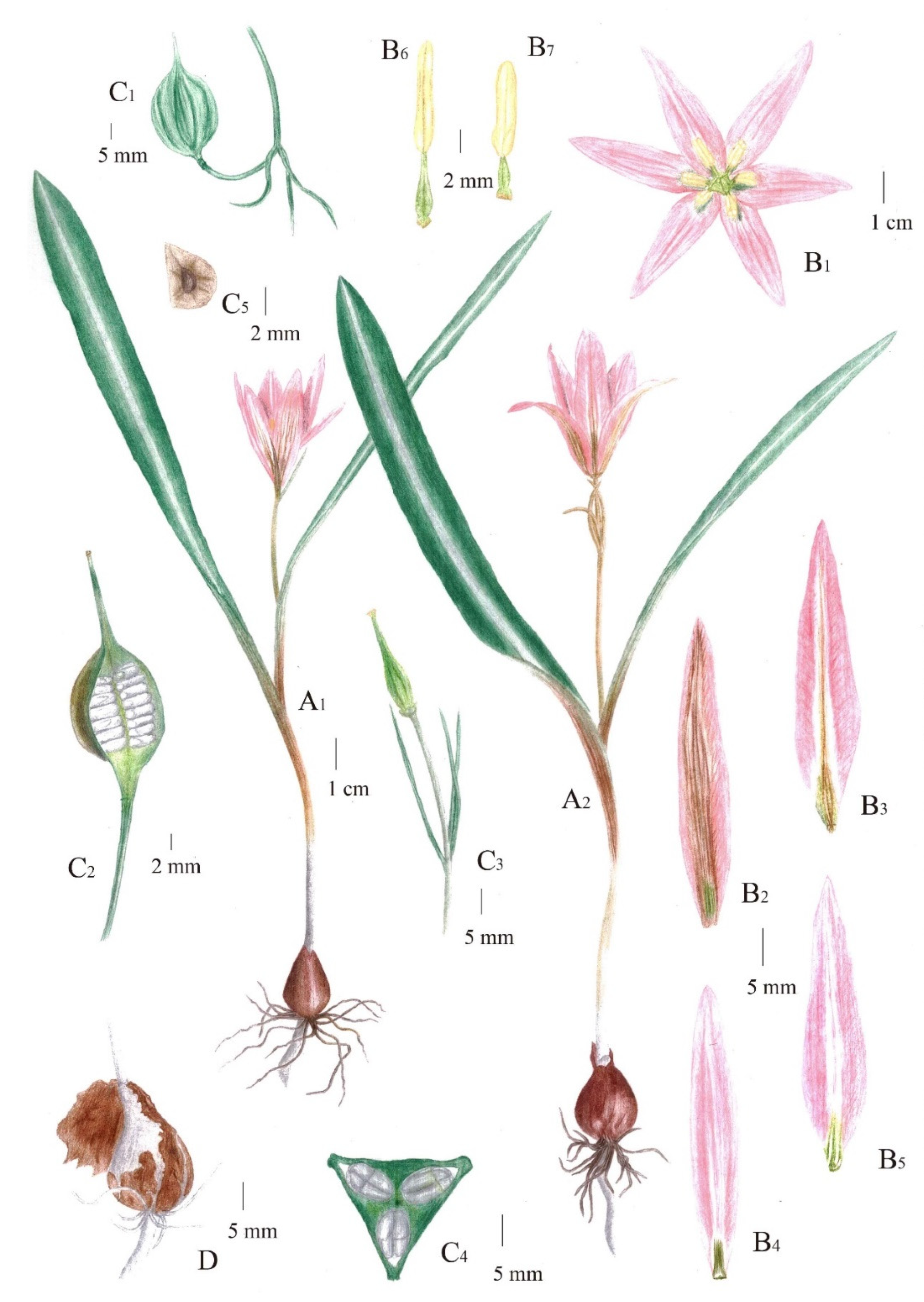Taxonomy 02 00022 g003