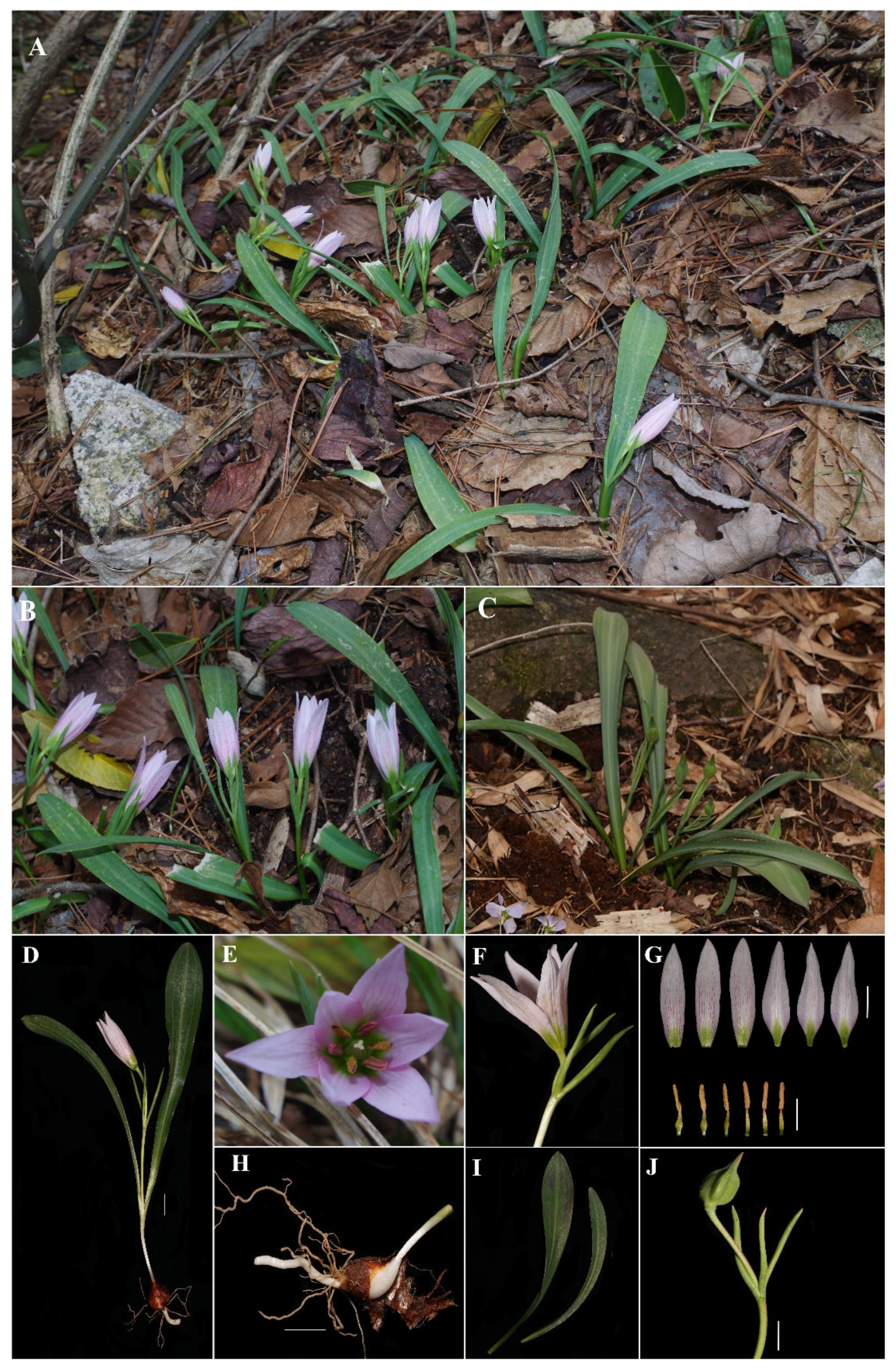 Taxonomy 02 00022 g004