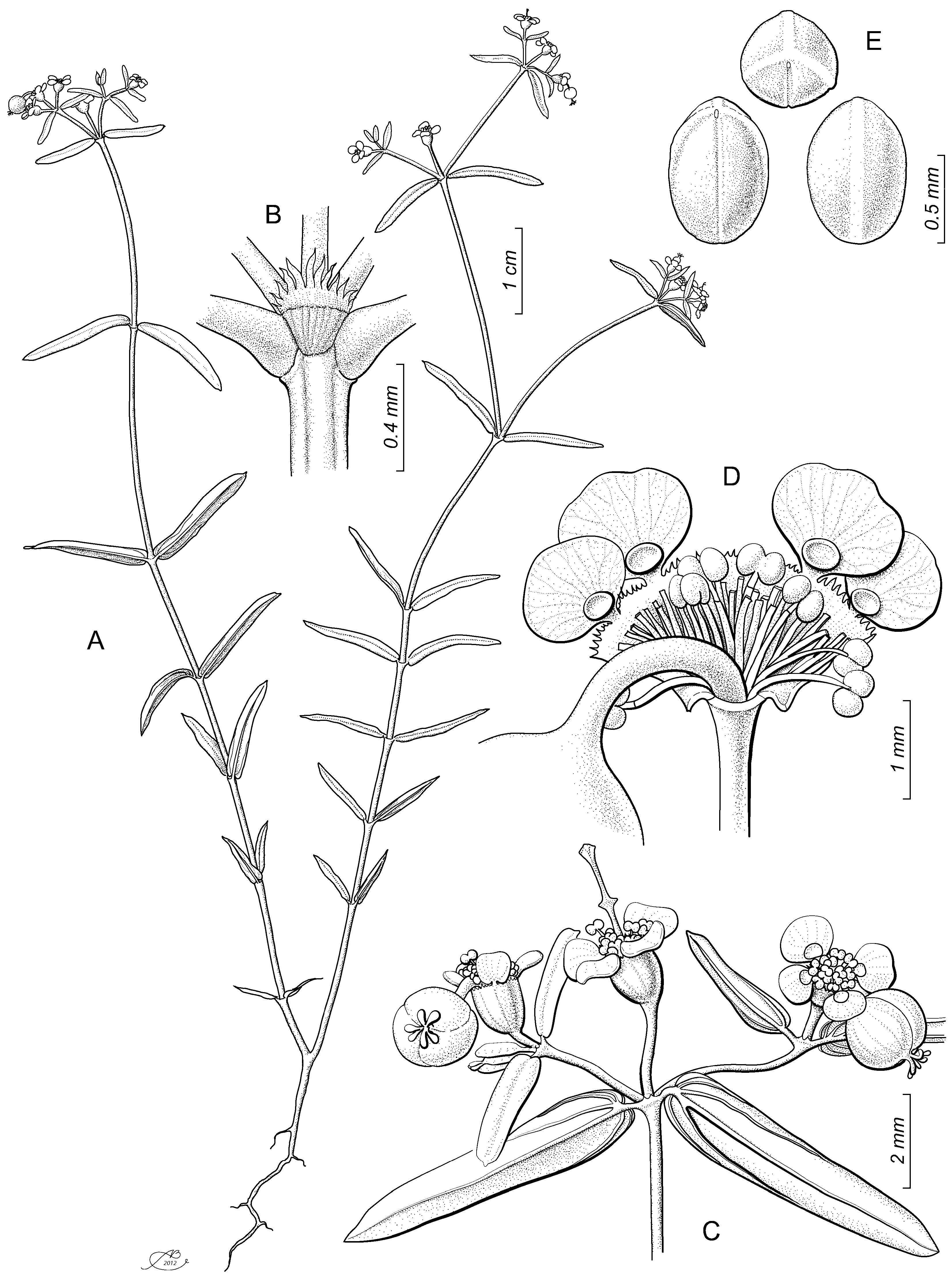 Taxonomy 02 00023 g002