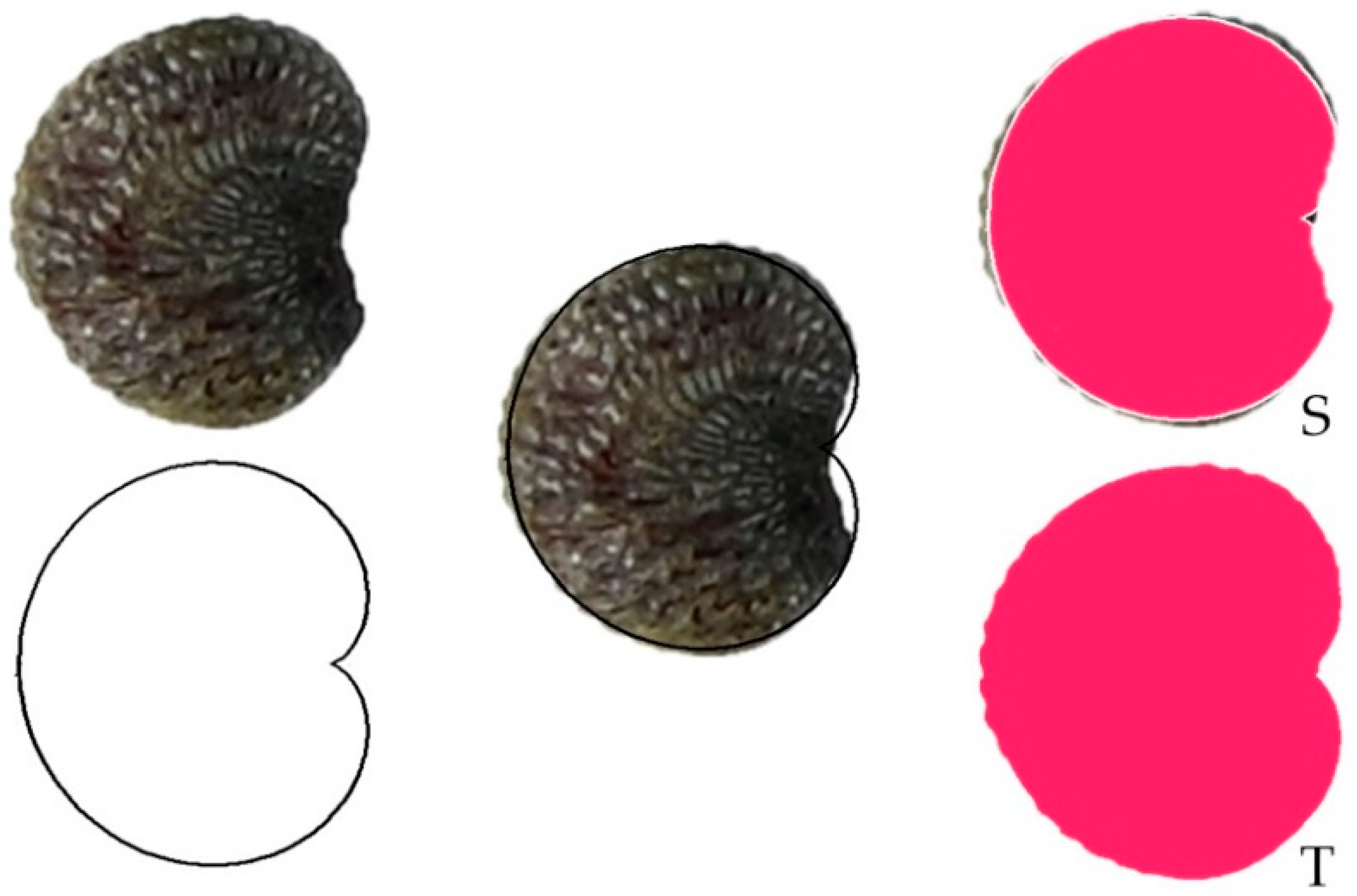 Taxonomy 02 00024 g001 Taxonomy 02 00024 g001