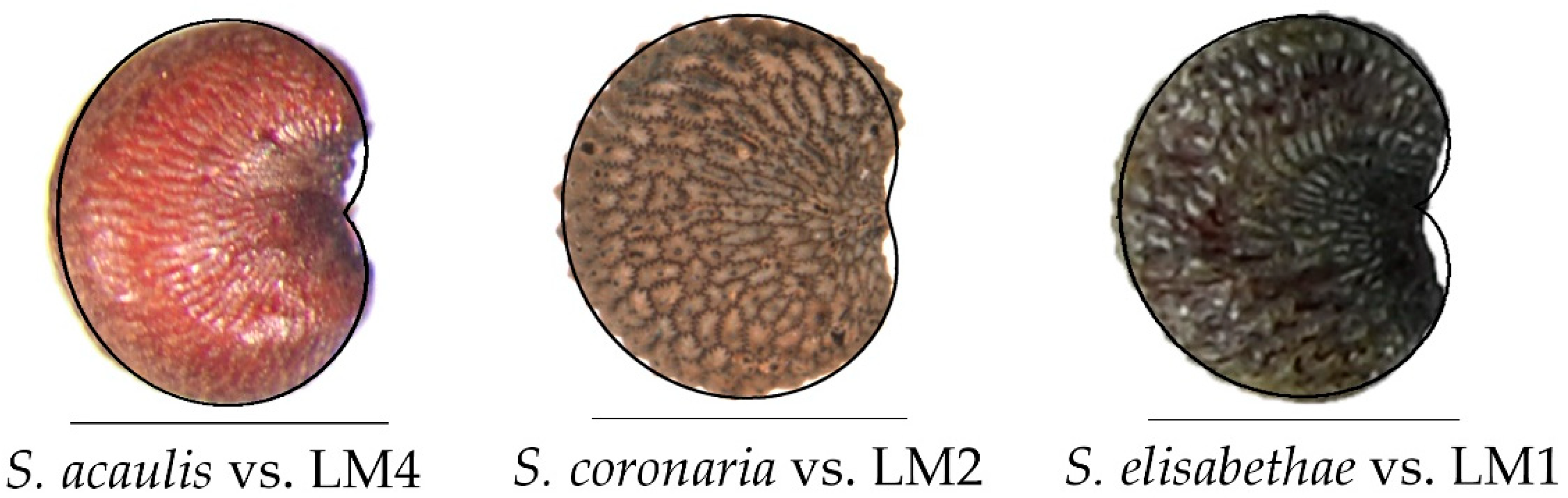 Taxonomy 02 00024 g009 Taxonomy 02 00024 g009