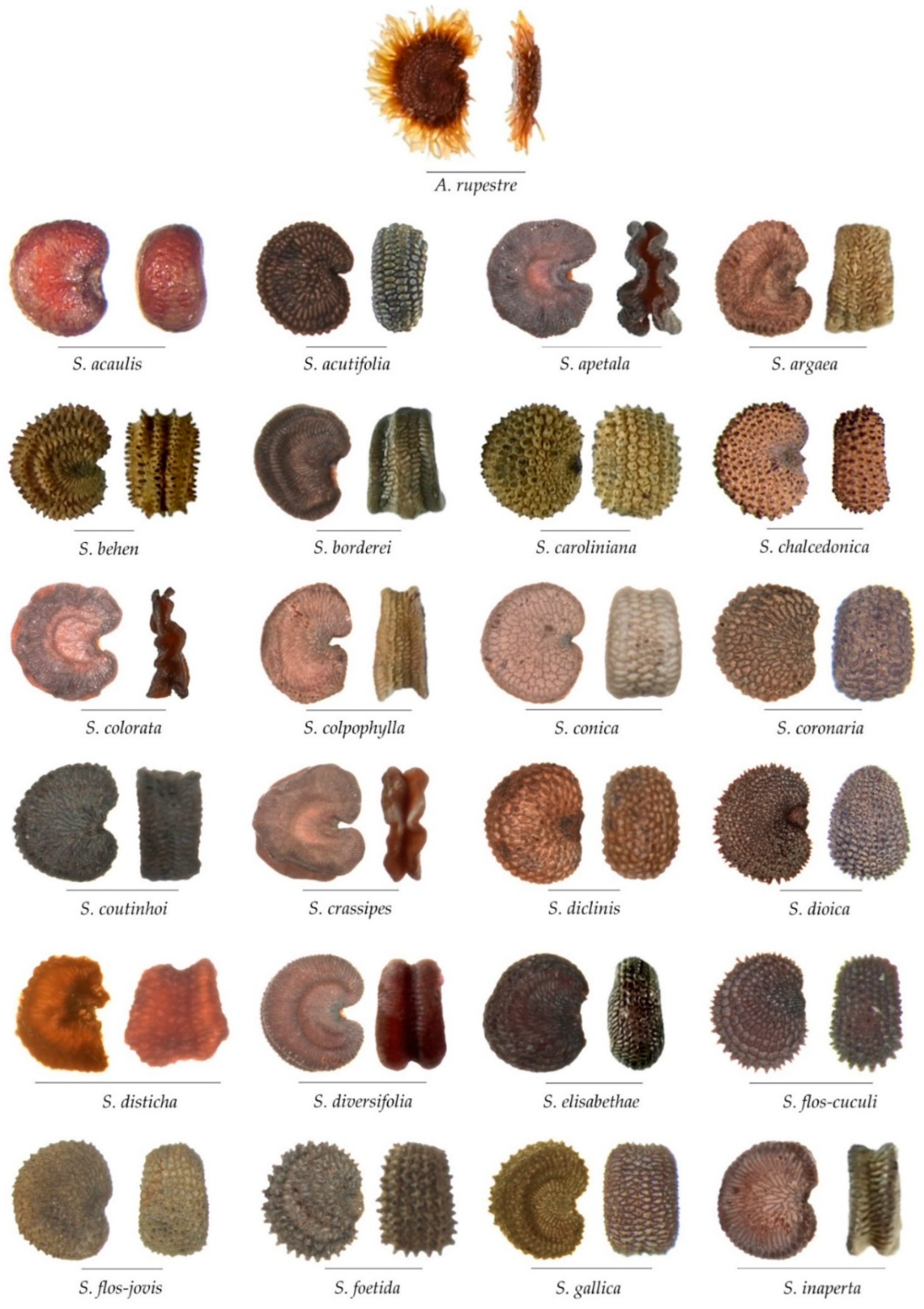 Taxonomy 02 00024 g0a2a Taxonomy 02 00024 g0a2a