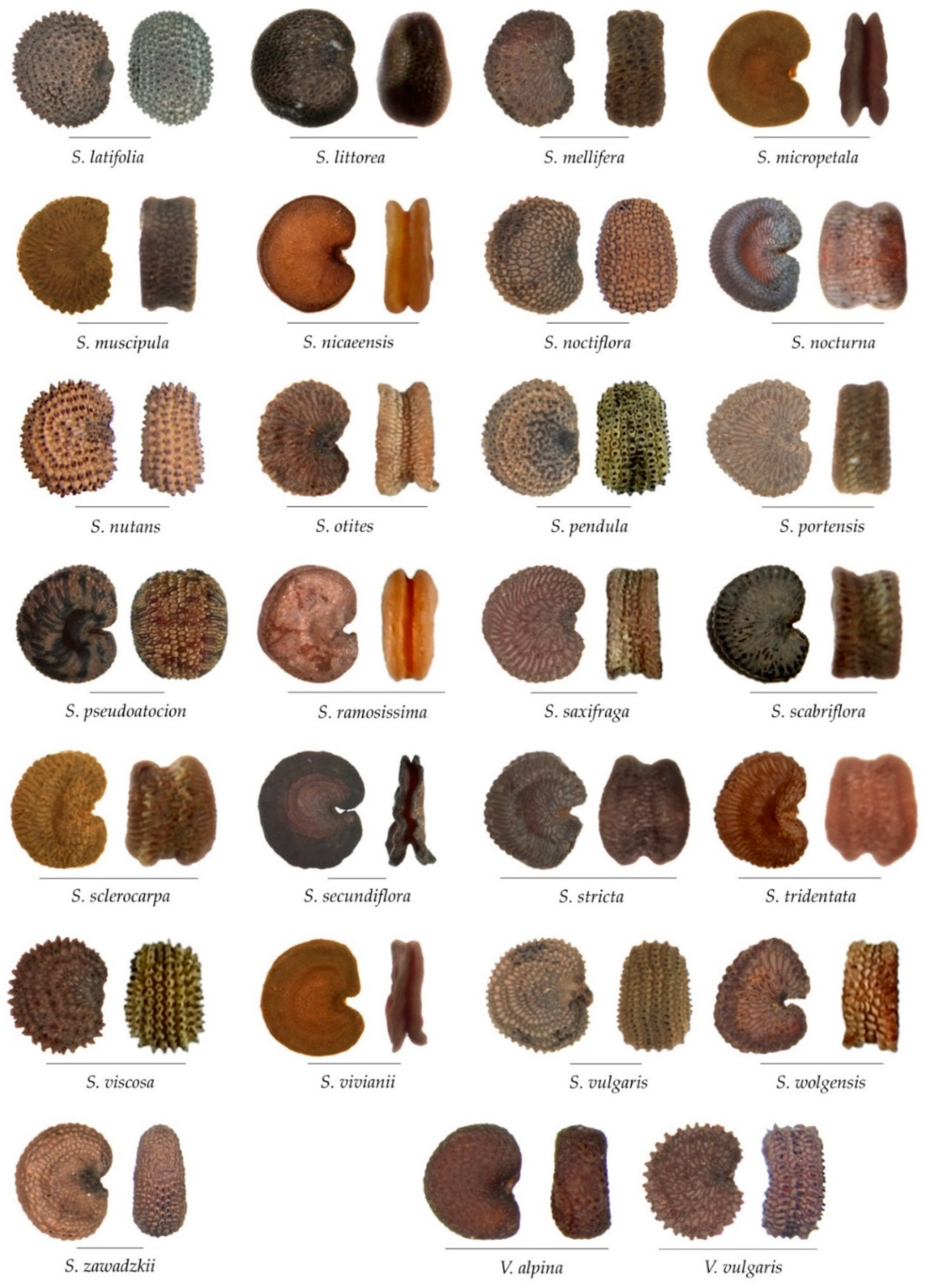 Taxonomy 02 00024 g0a2b Taxonomy 02 00024 g0a2b