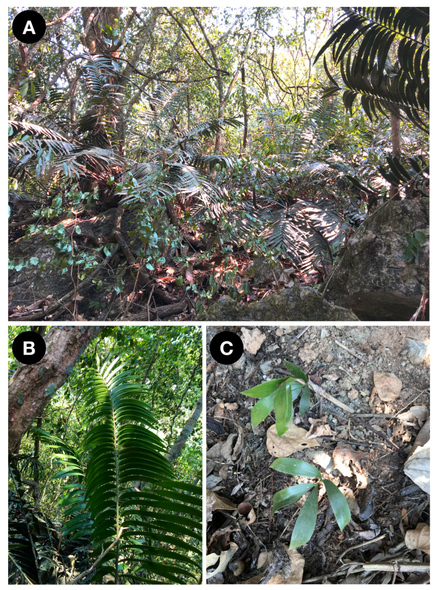 Taxonomy 02 00025 g004 550
