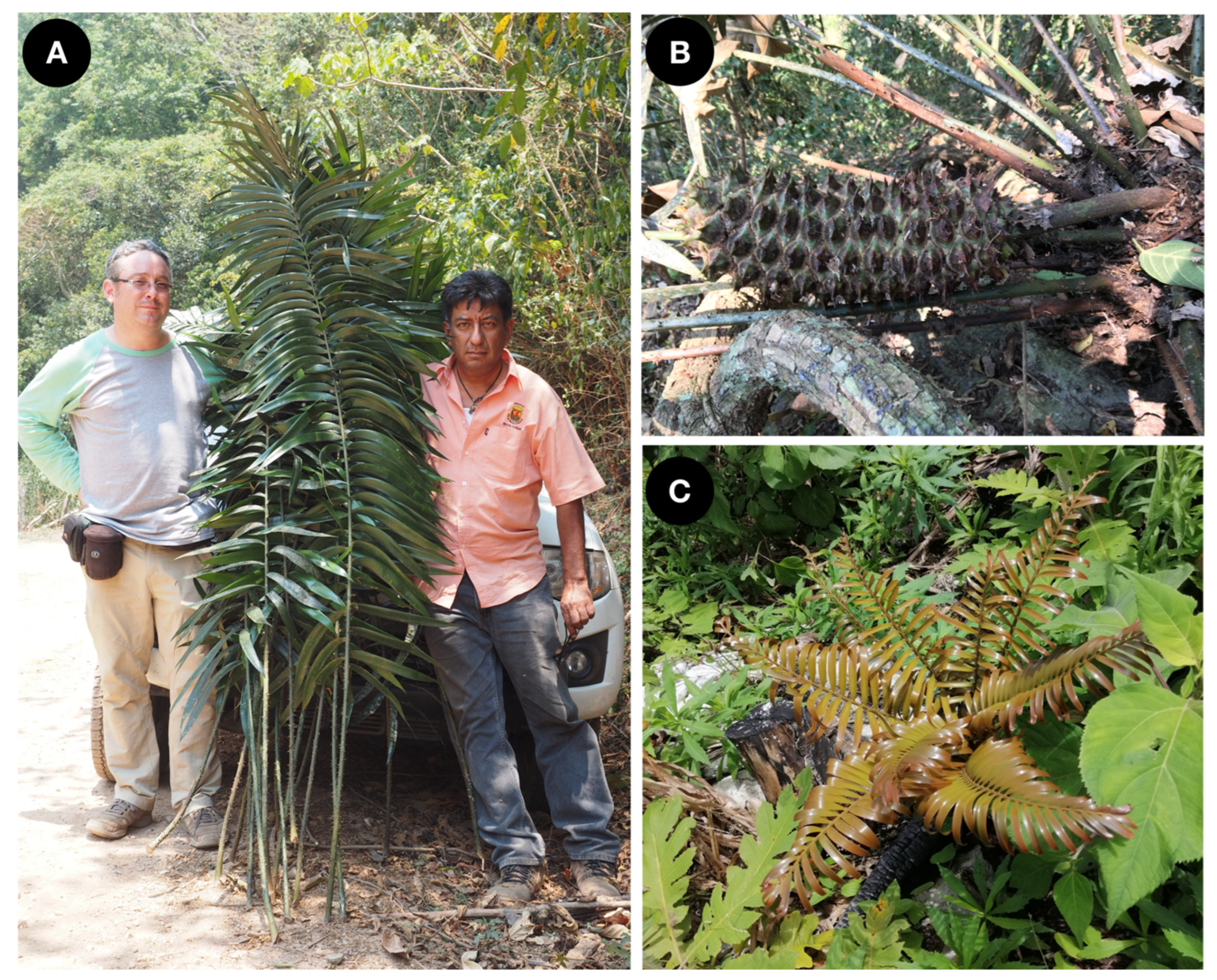 Taxonomy 02 00025 g005 550