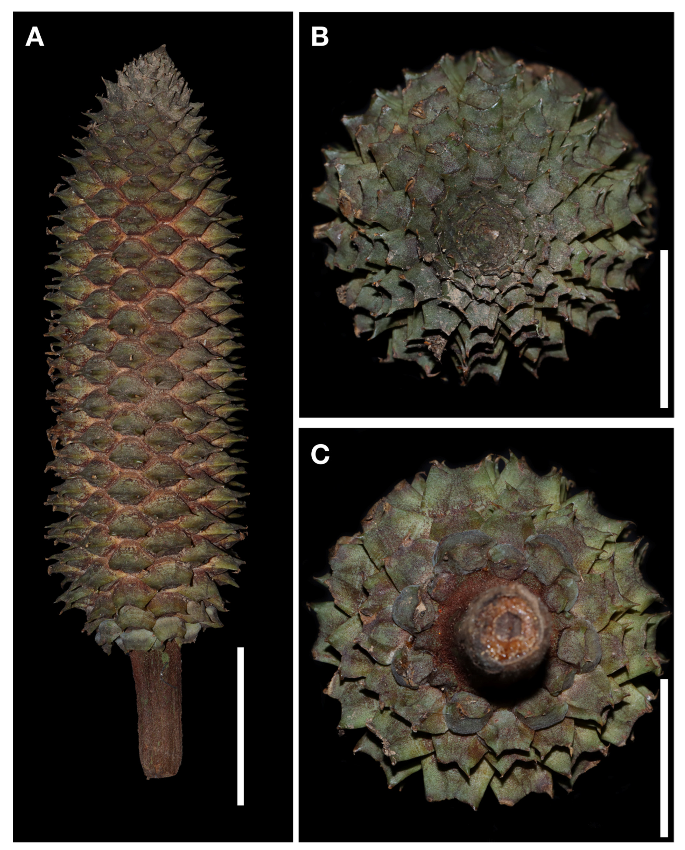 Taxonomy 02 00025 g006 550