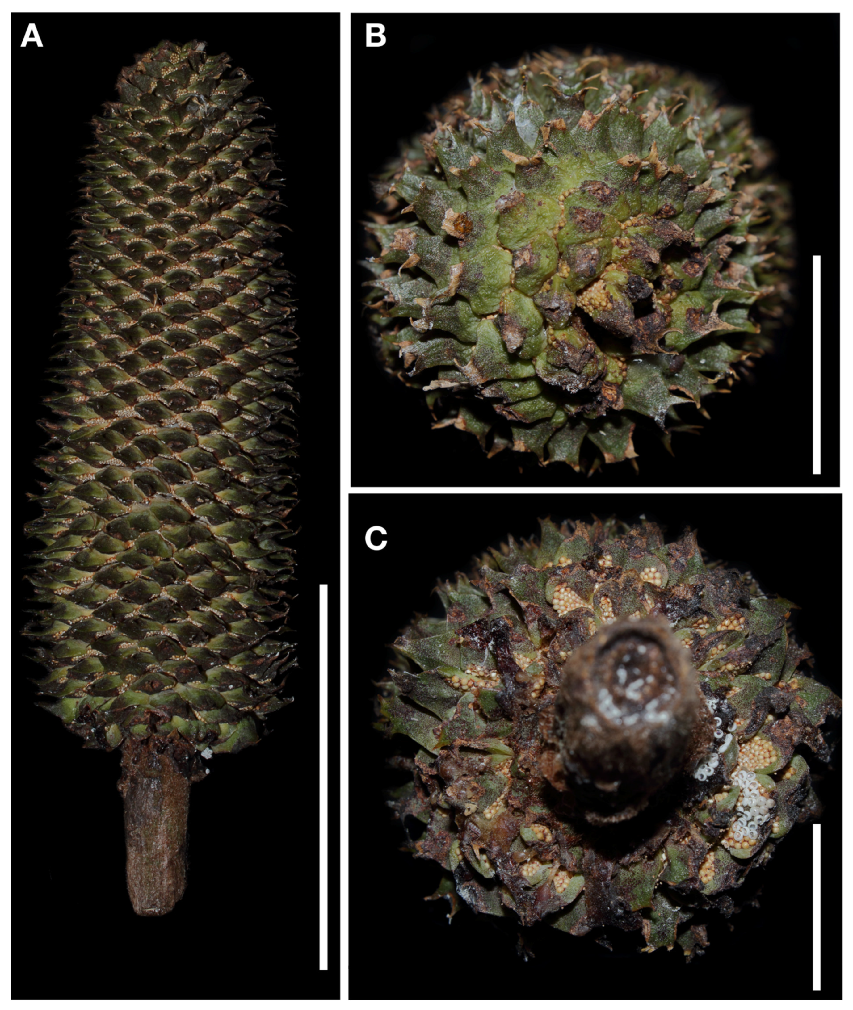 Taxonomy 02 00025 g007 550
