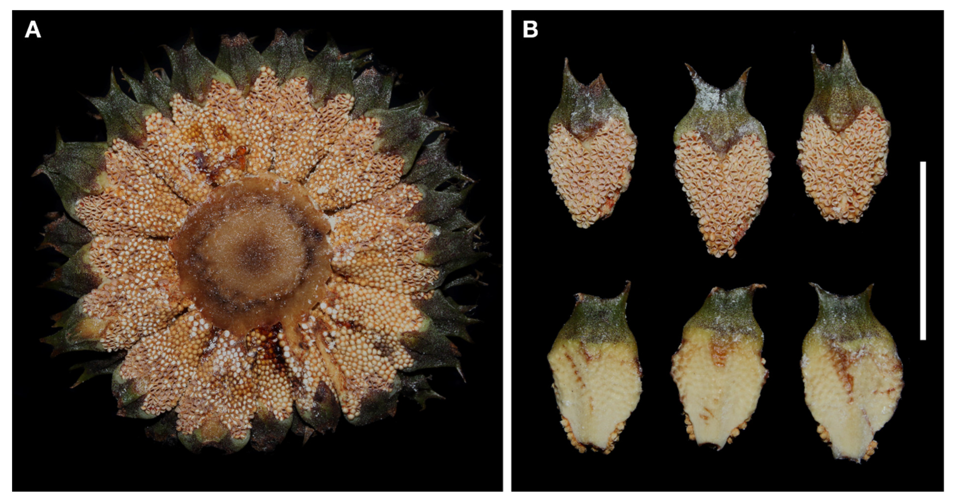 Taxonomy 02 00025 g008 550