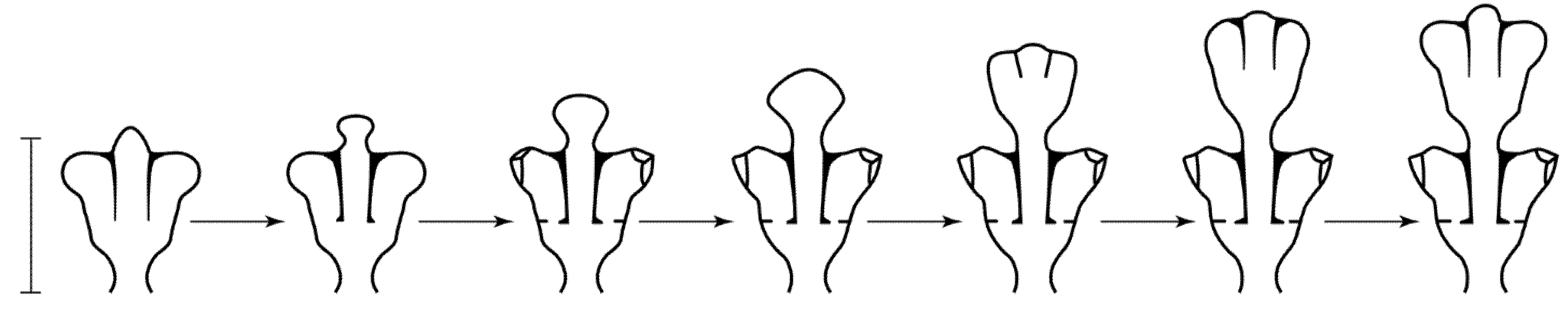 Taxonomy 02 00027 g002 550
