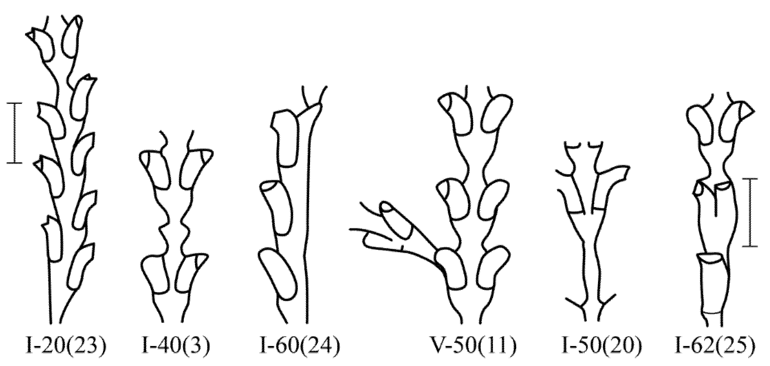 Taxonomy 02 00027 g003 550