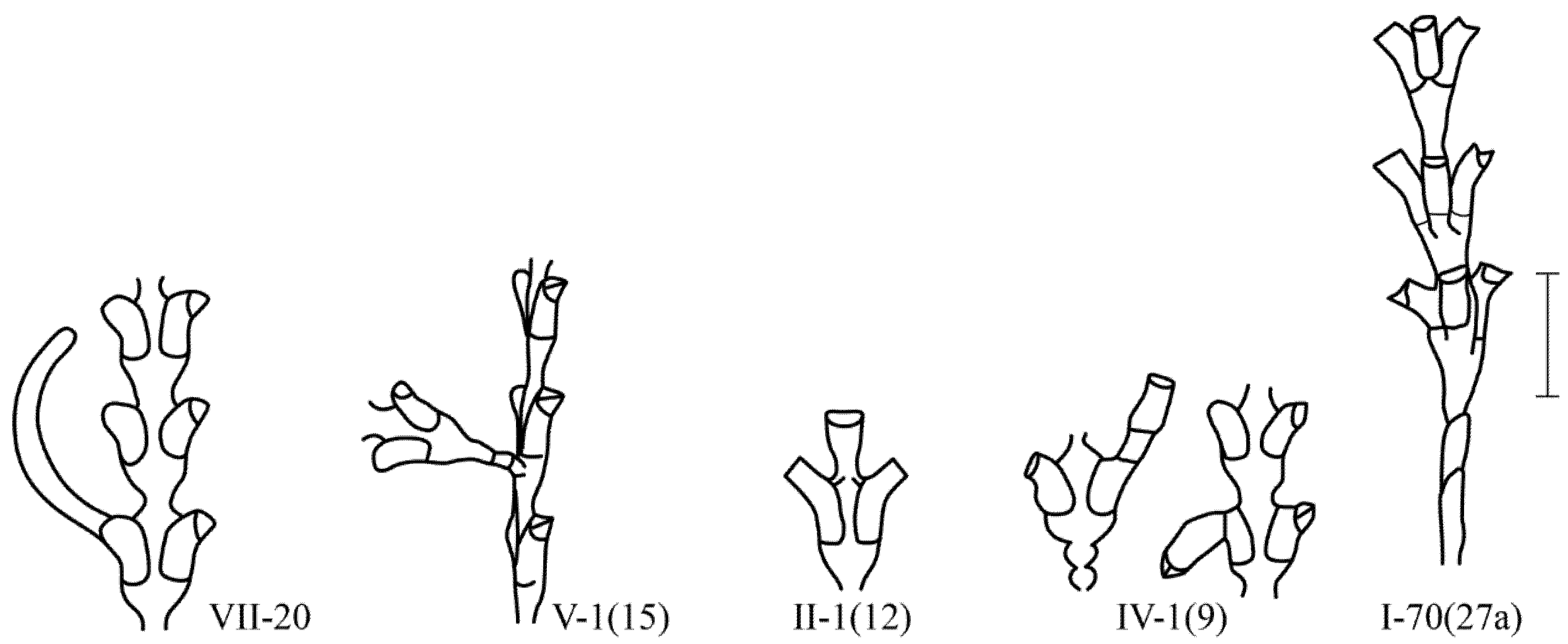 Taxonomy 02 00027 g004 550