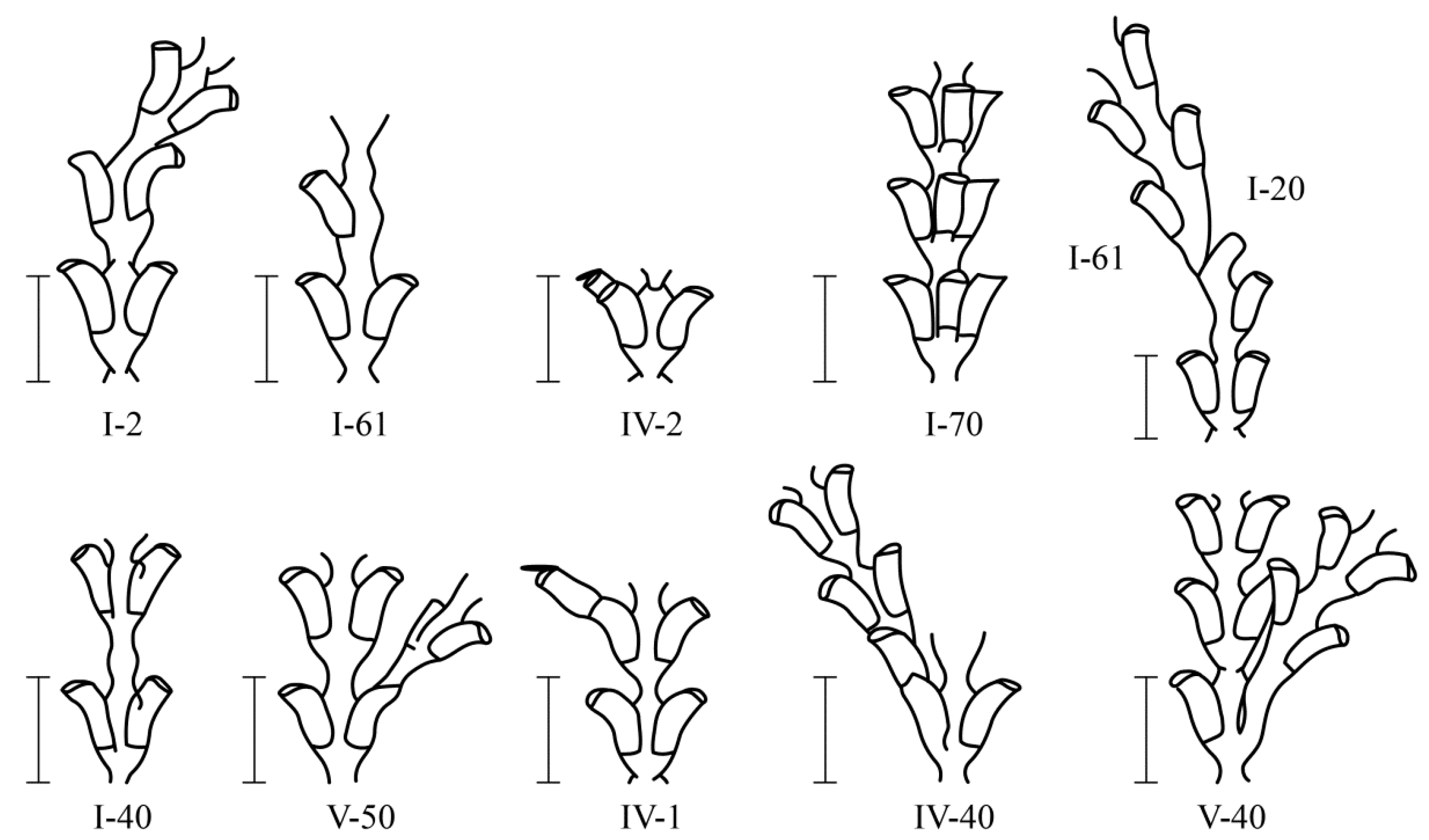 Taxonomy 02 00027 g006 550