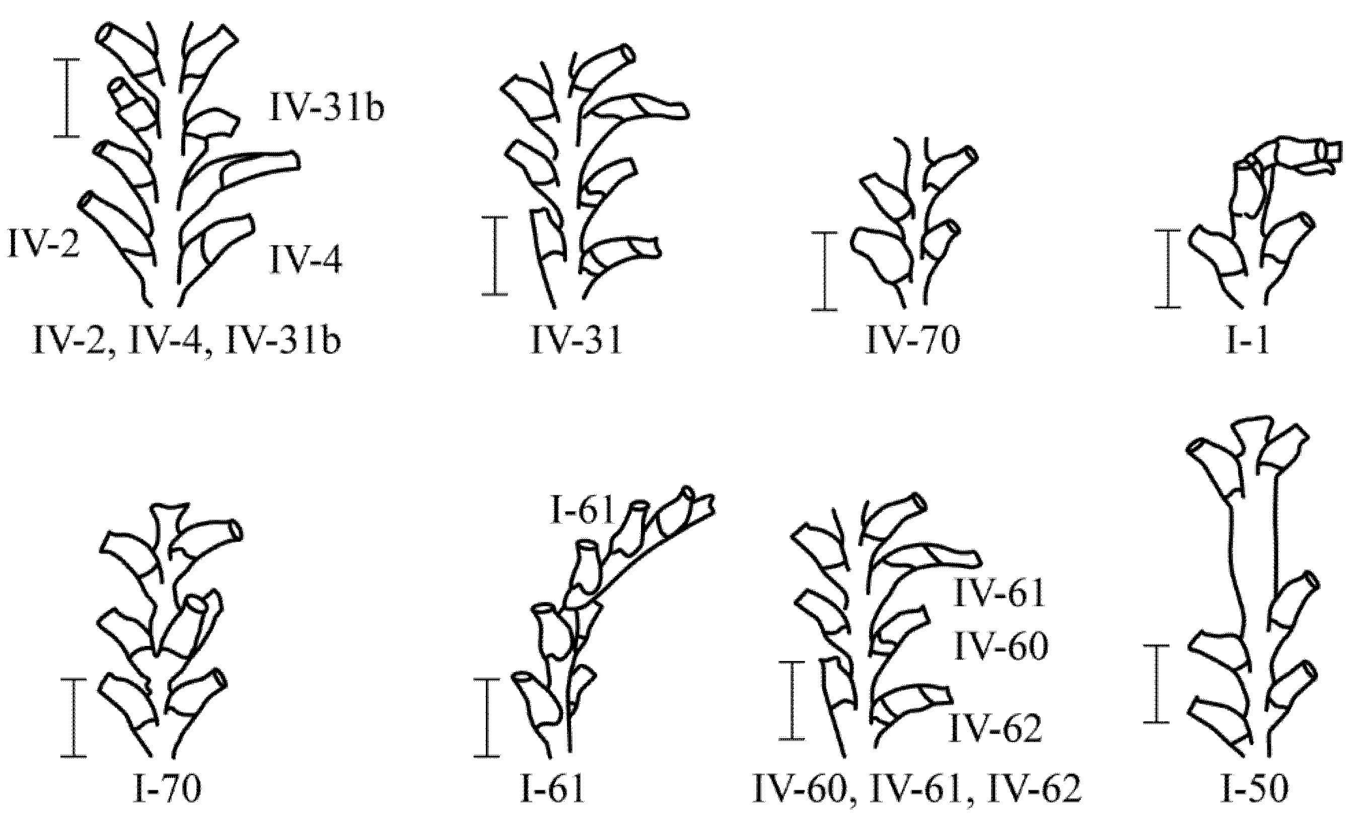 Taxonomy 02 00027 g008 550