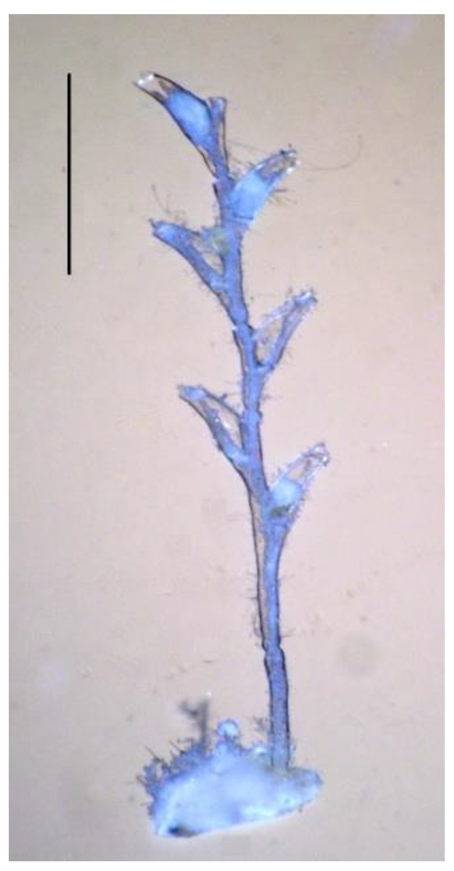 Taxonomy 02 00027 g012 550