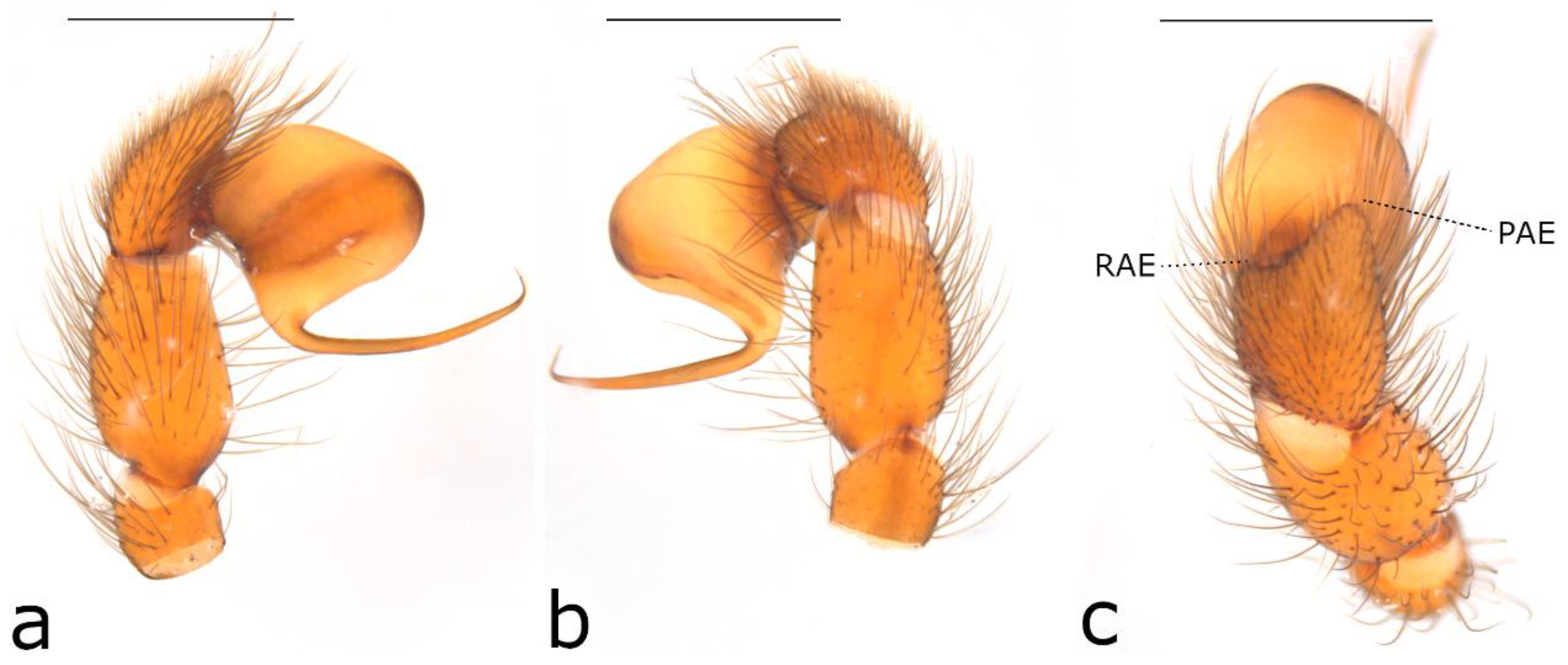 Taxonomy 02 00028 g005