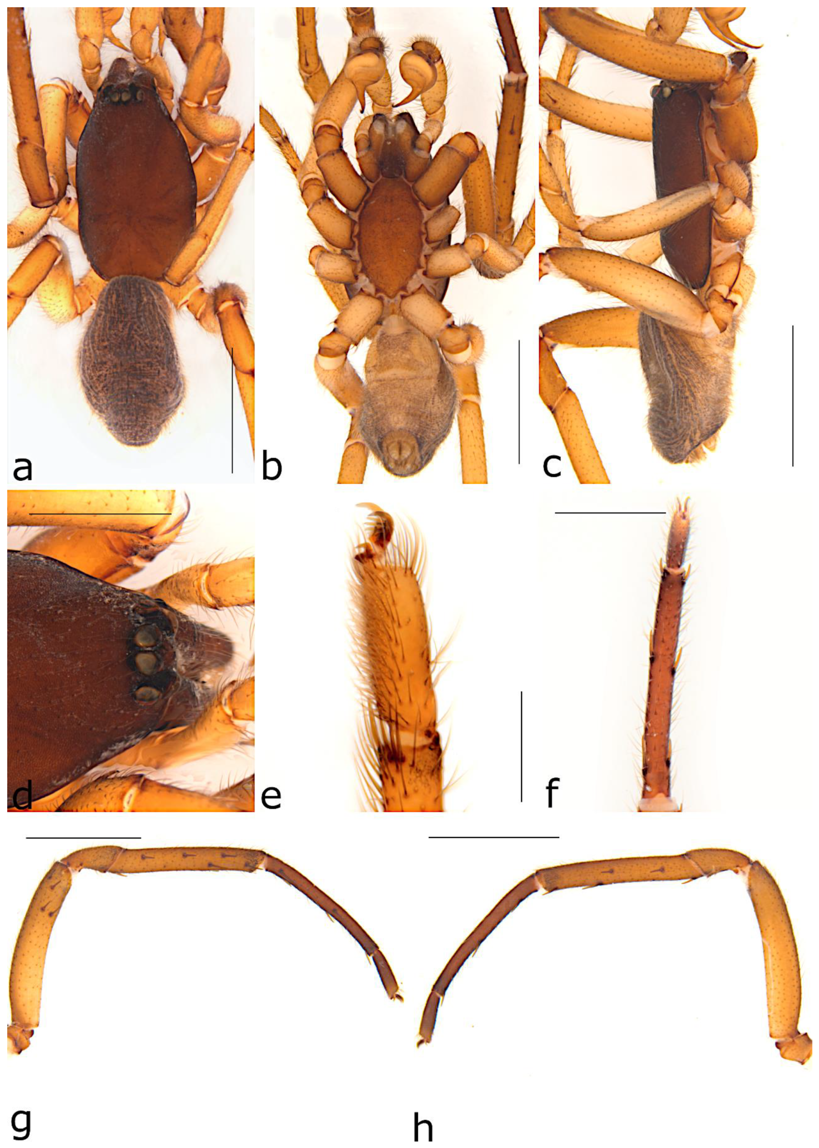 Taxonomy 02 00028 g020