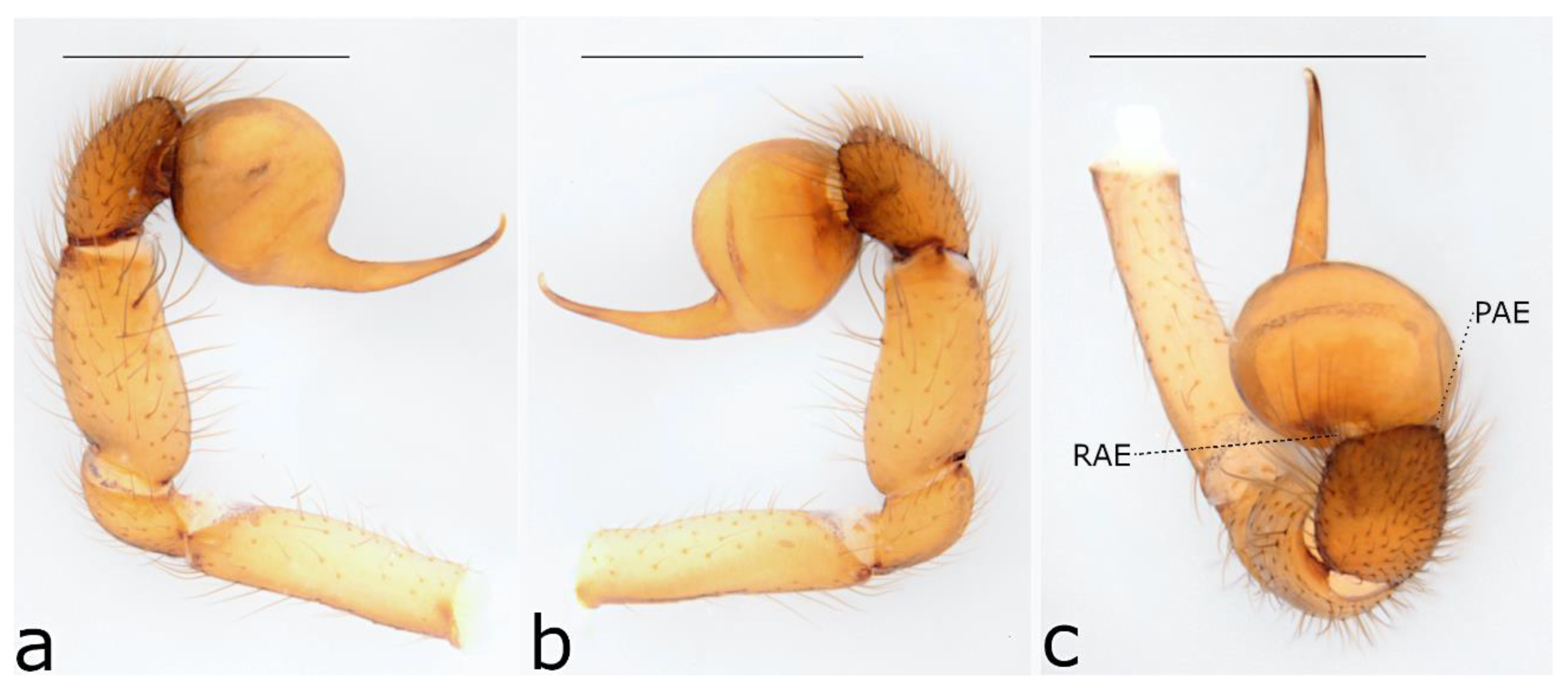 Taxonomy 02 00028 g021