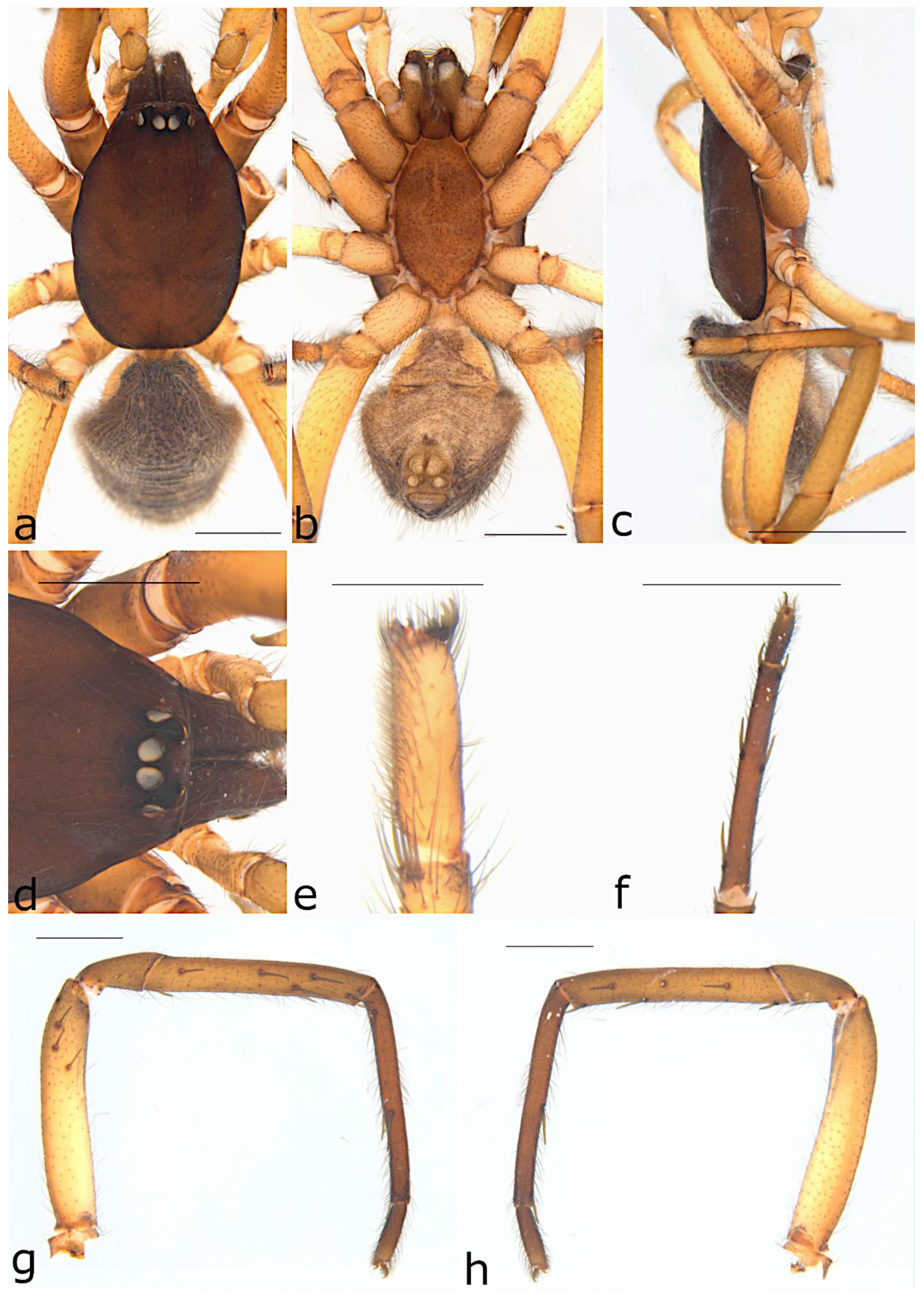 Taxonomy 02 00028 g022