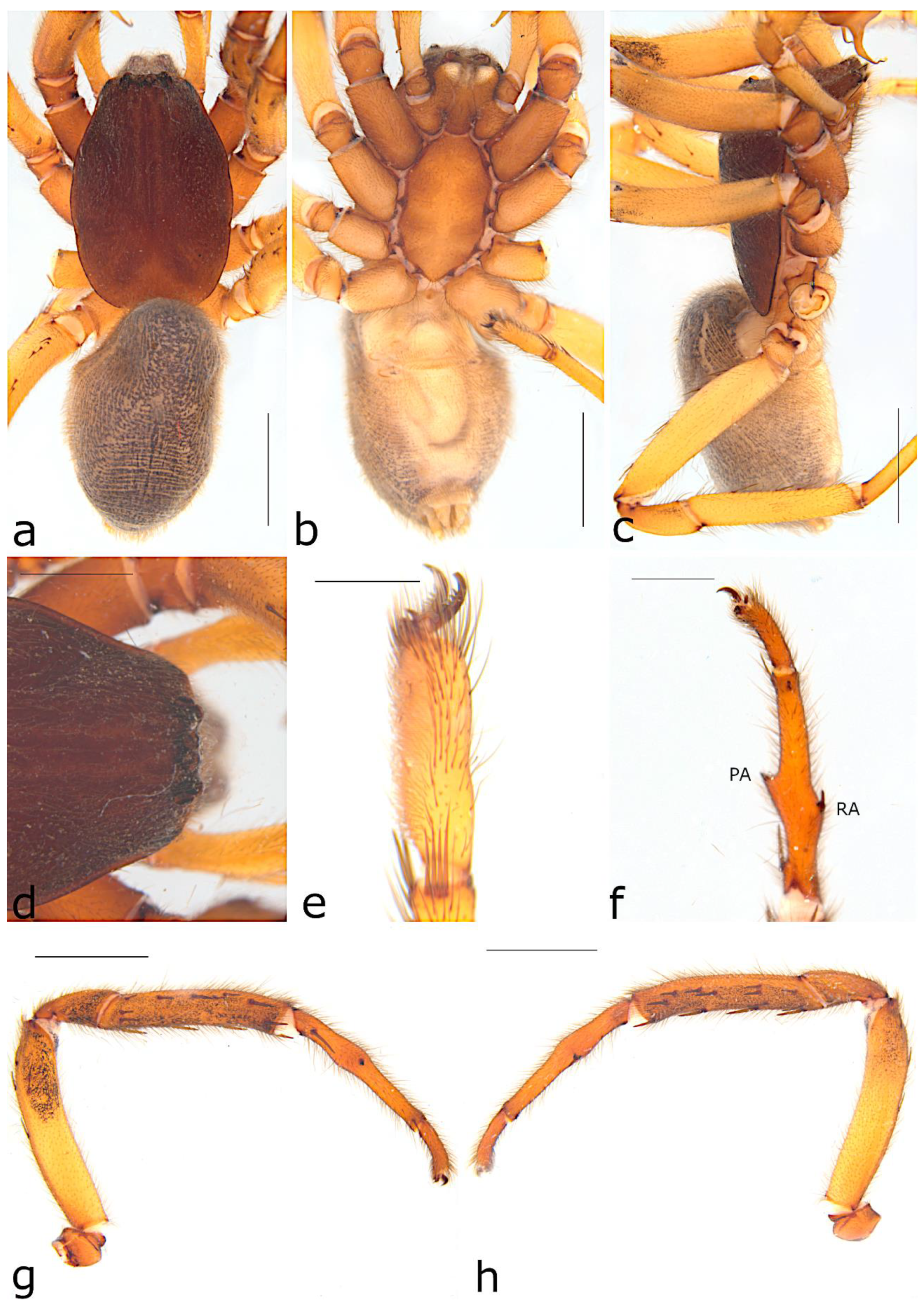 Taxonomy 02 00028 g031