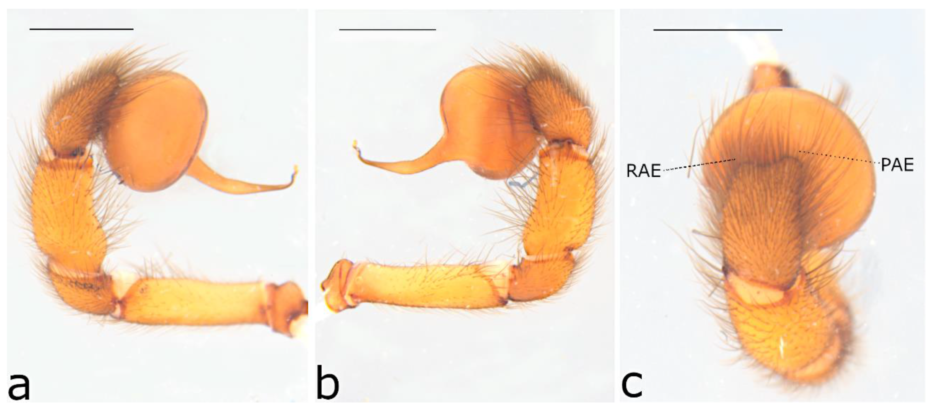Taxonomy 02 00028 g032