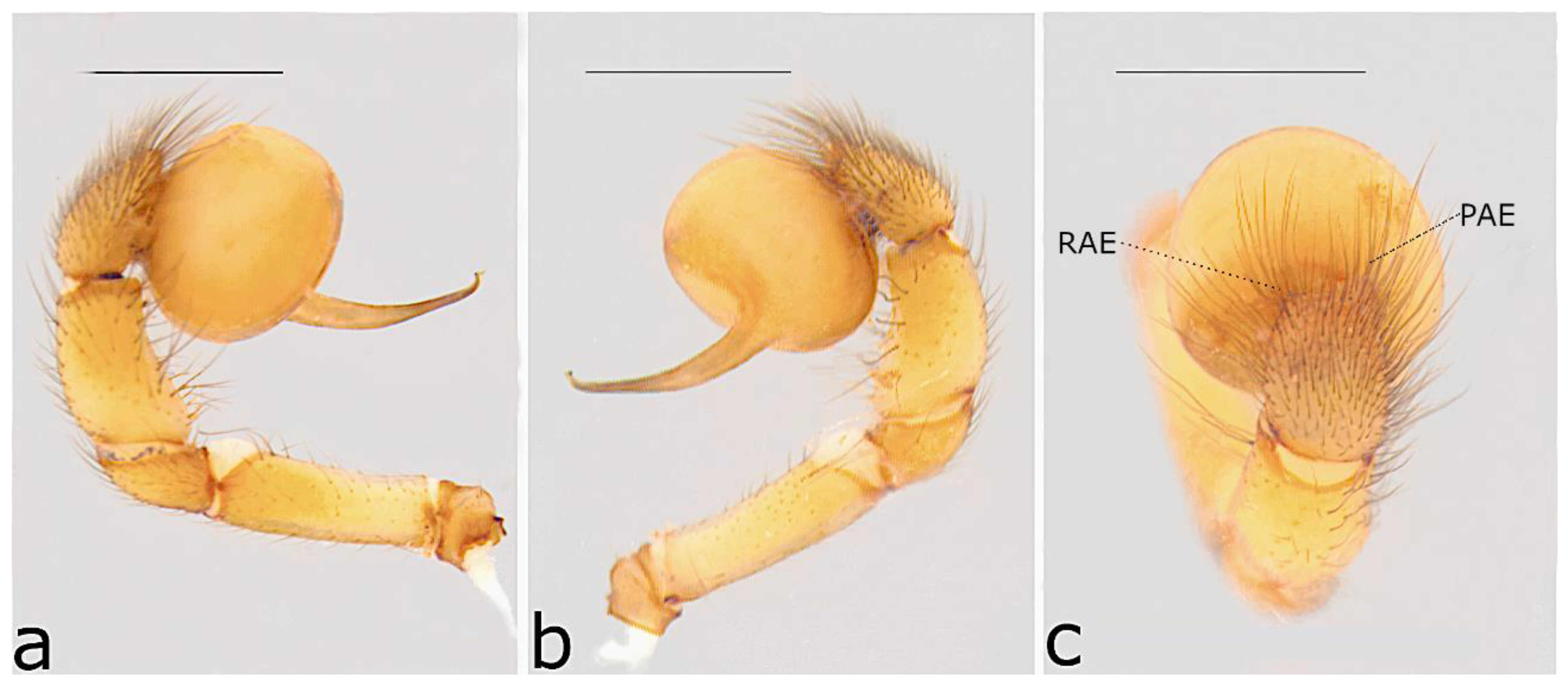 Taxonomy 02 00028 g038