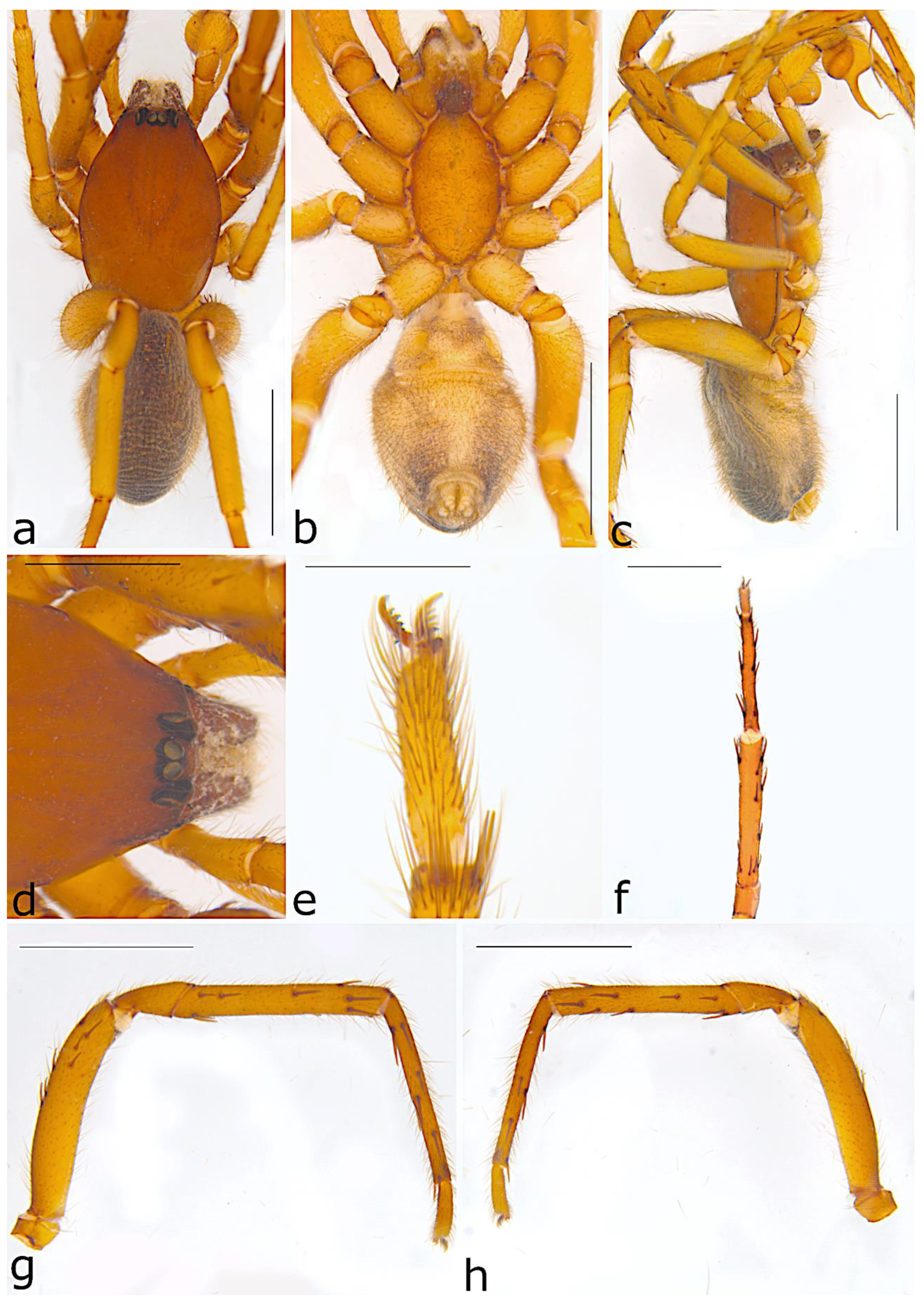 Taxonomy 02 00028 g042