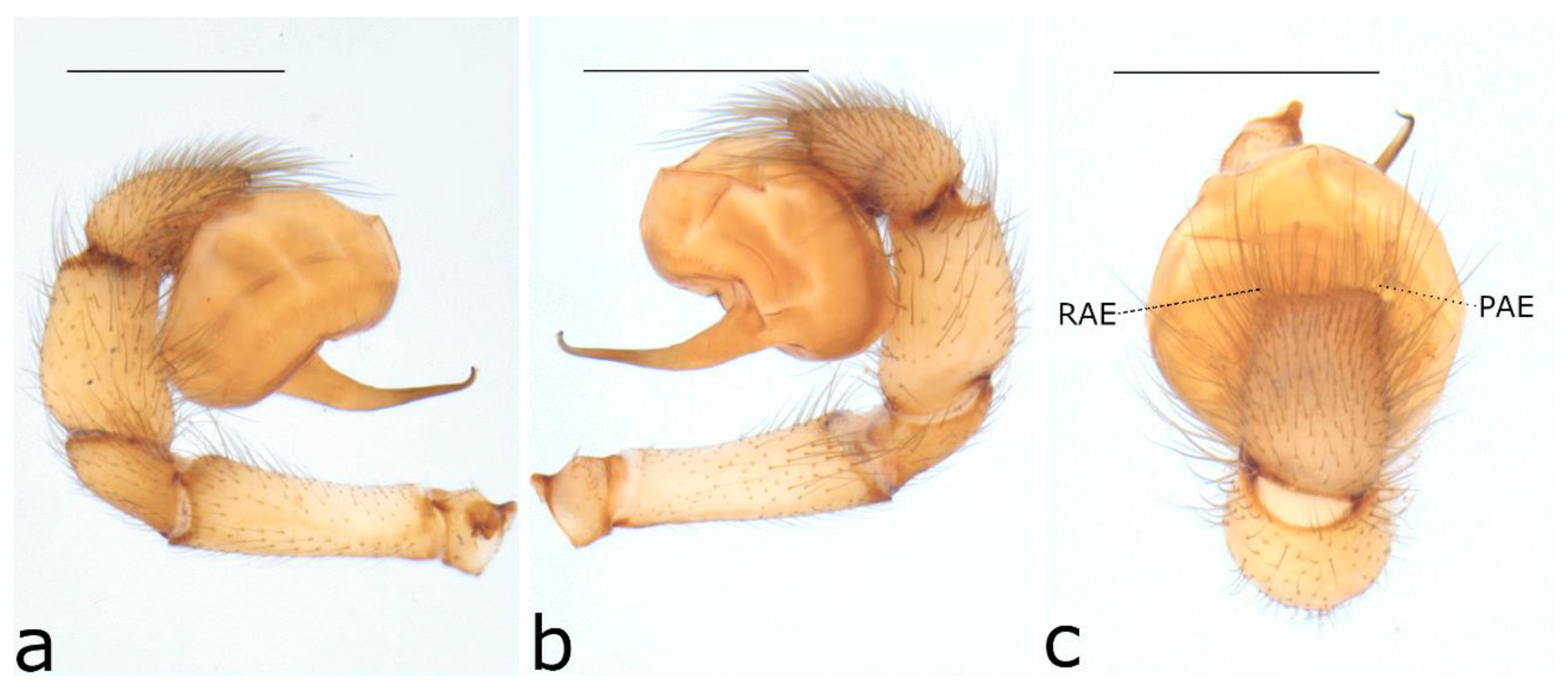 Taxonomy 02 00028 g045