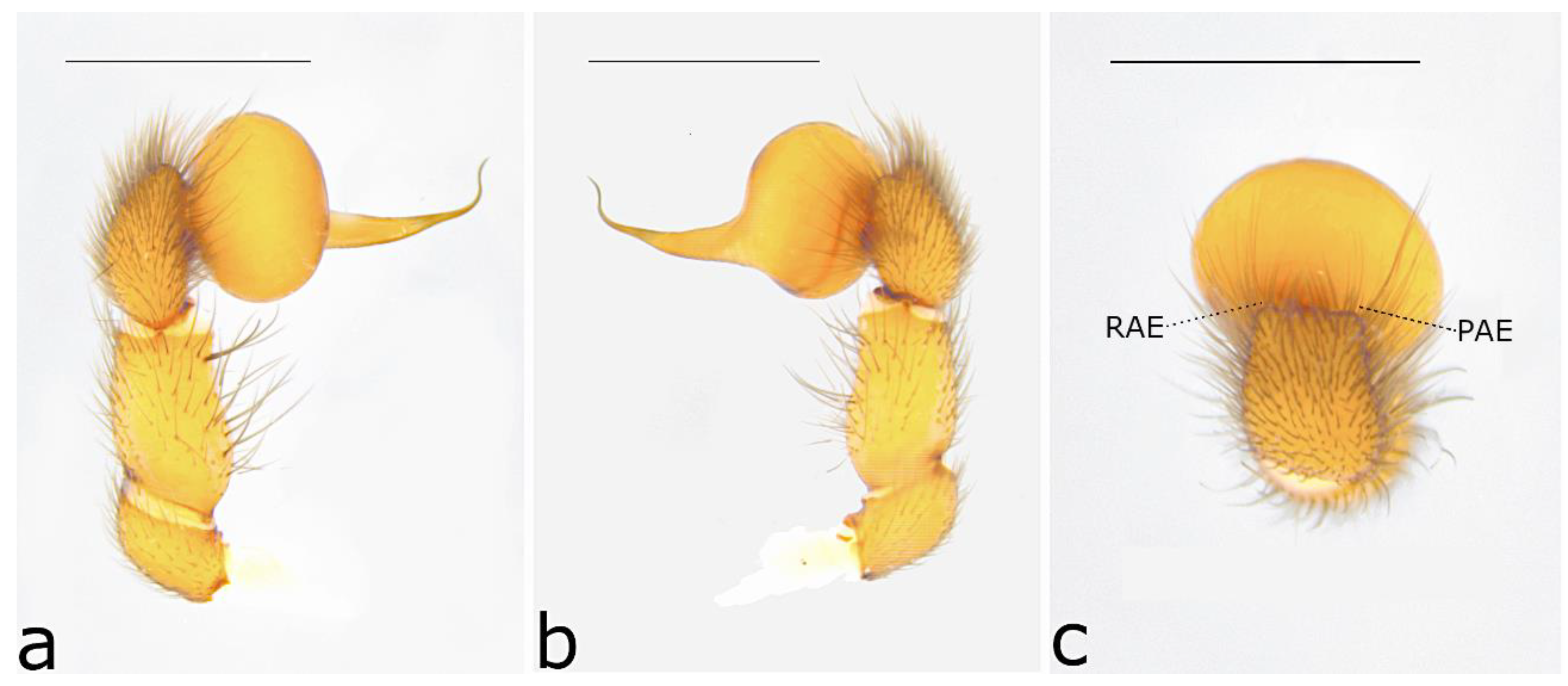 Taxonomy 02 00028 g047