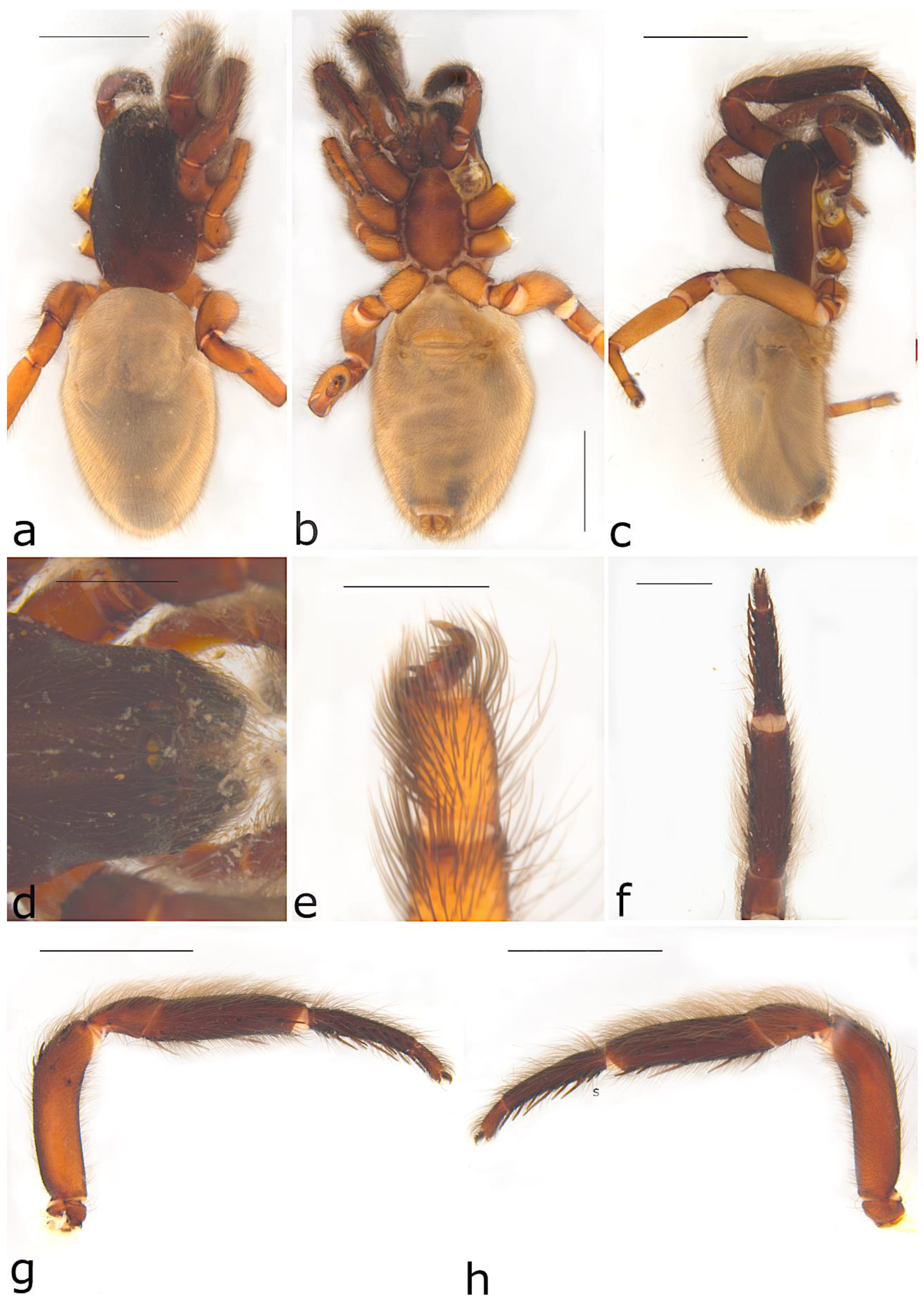 Taxonomy 02 00028 g048