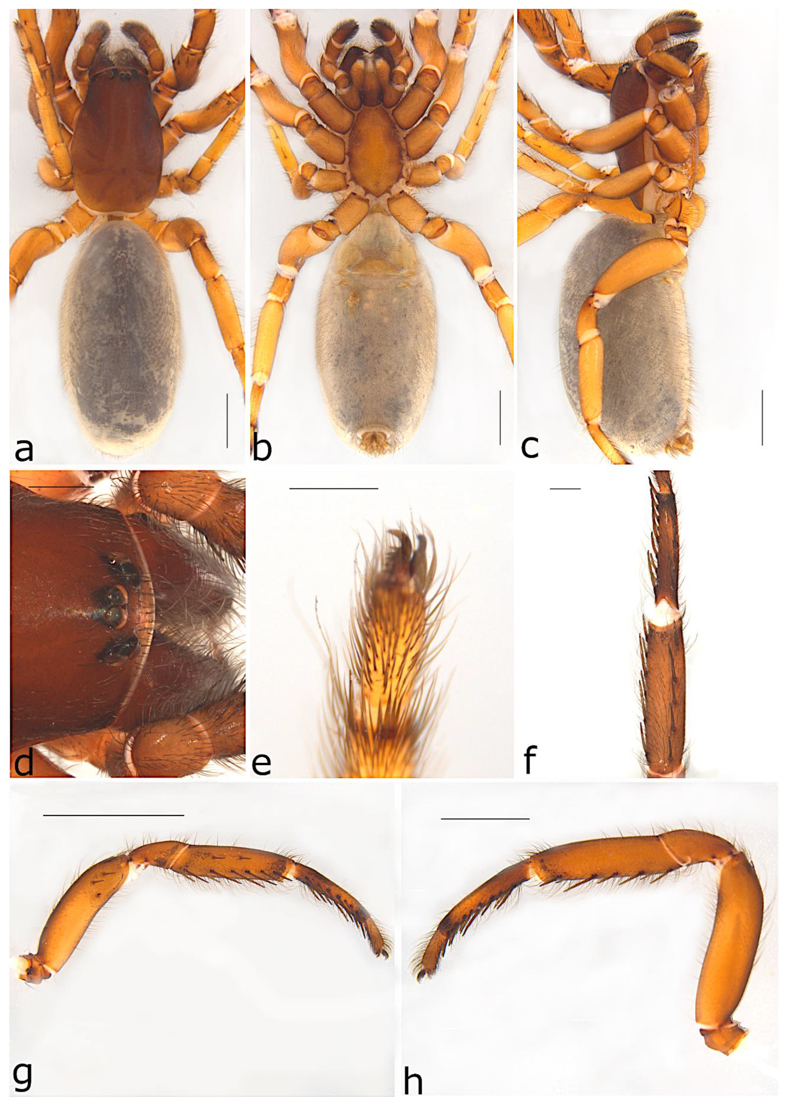 Taxonomy 02 00028 g059