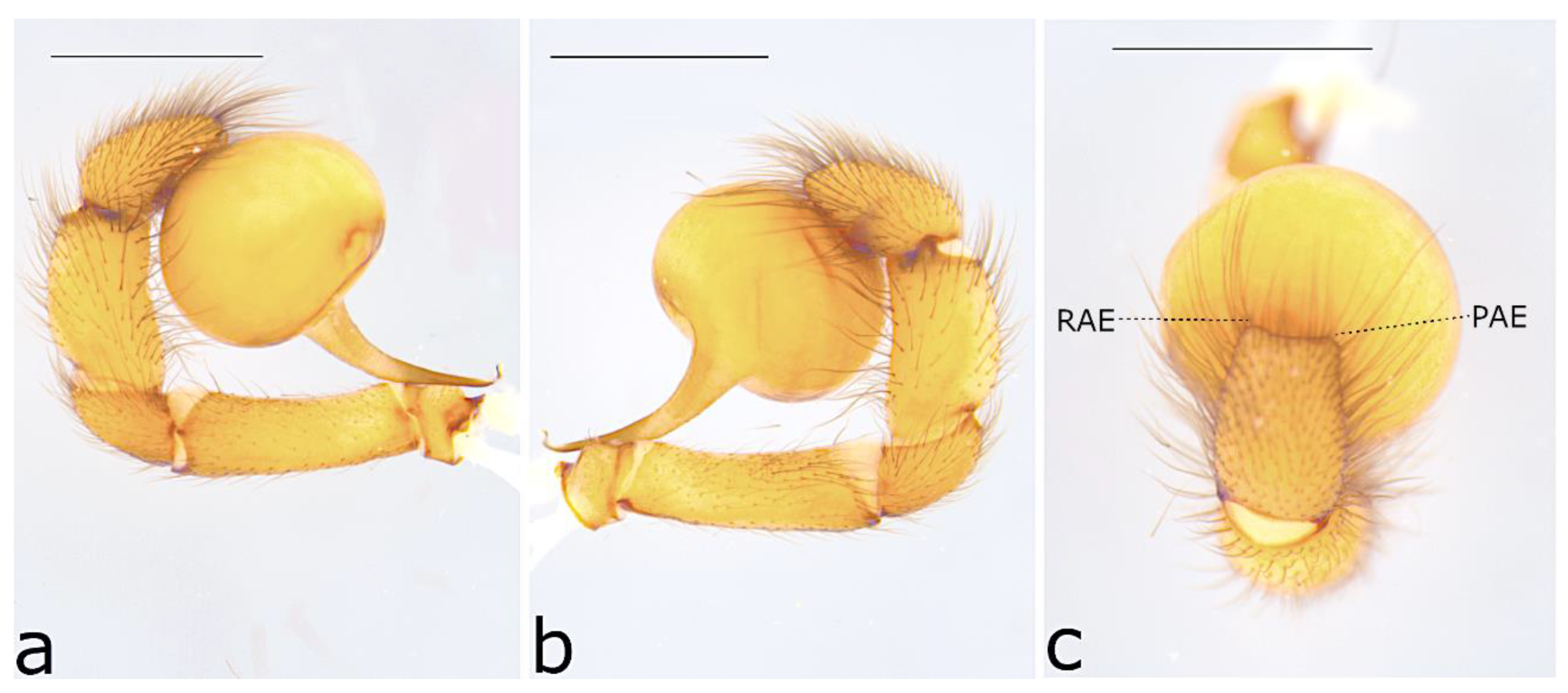Taxonomy 02 00028 g066