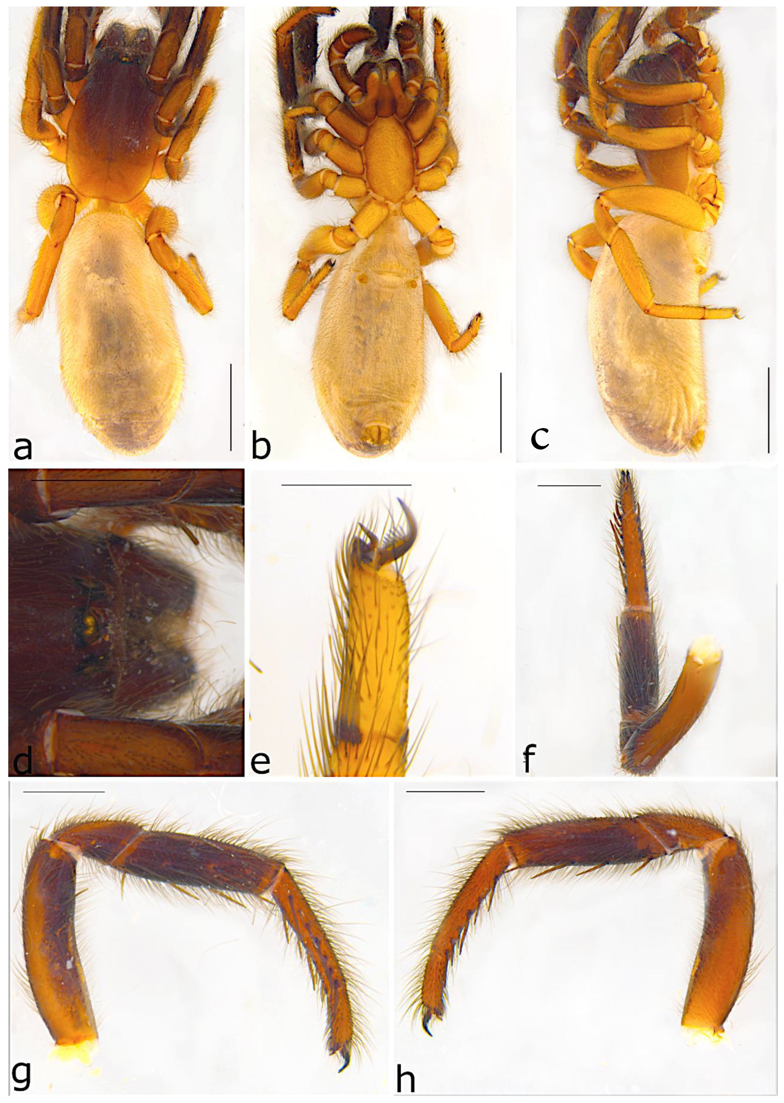 Taxonomy 02 00028 g067