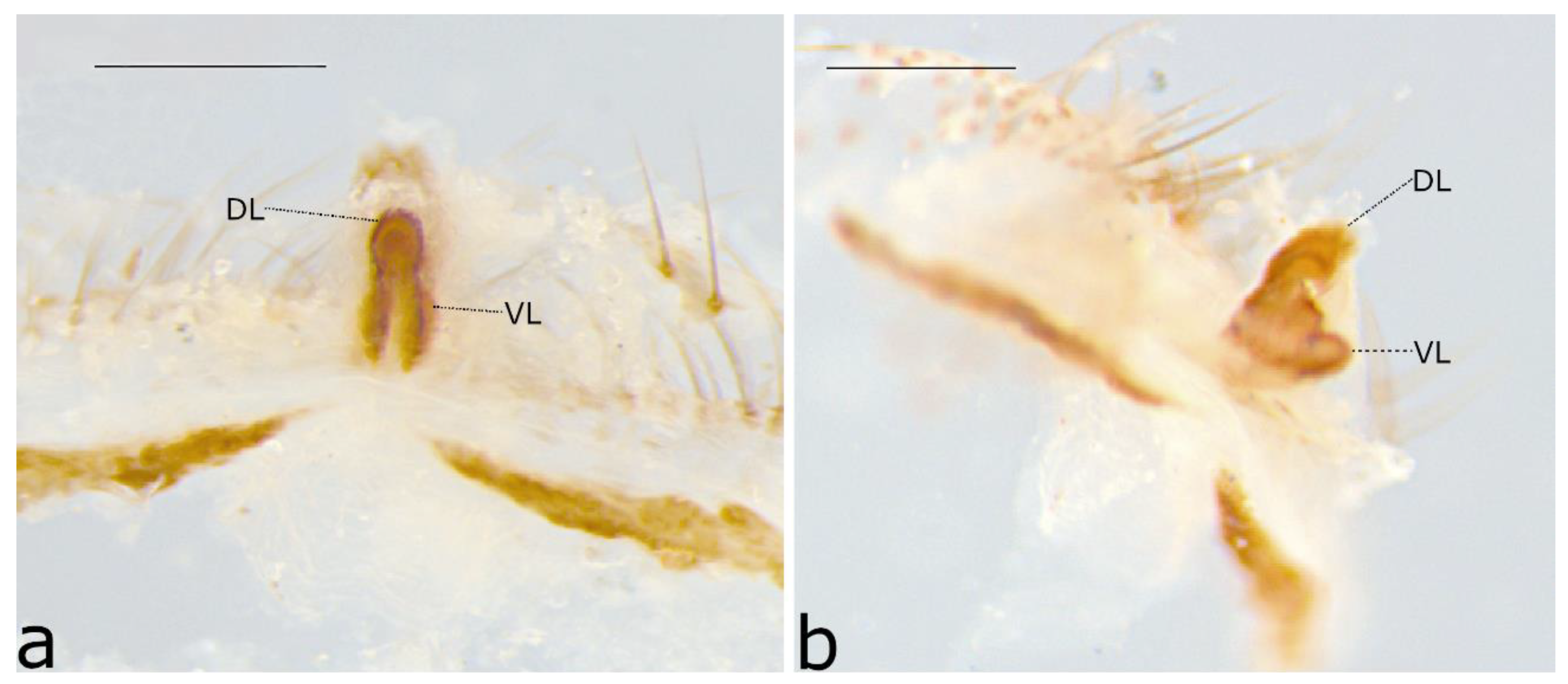 Taxonomy 02 00028 g068